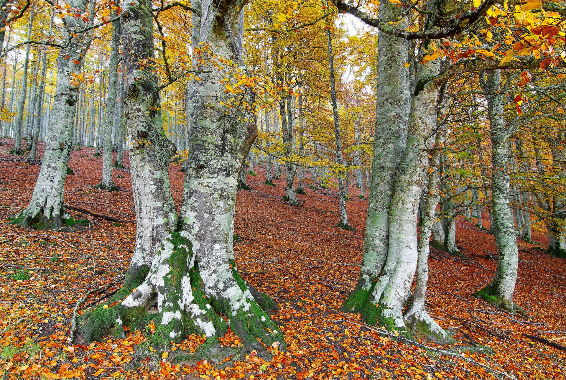 autunno foresta alberi foglie pendio collina