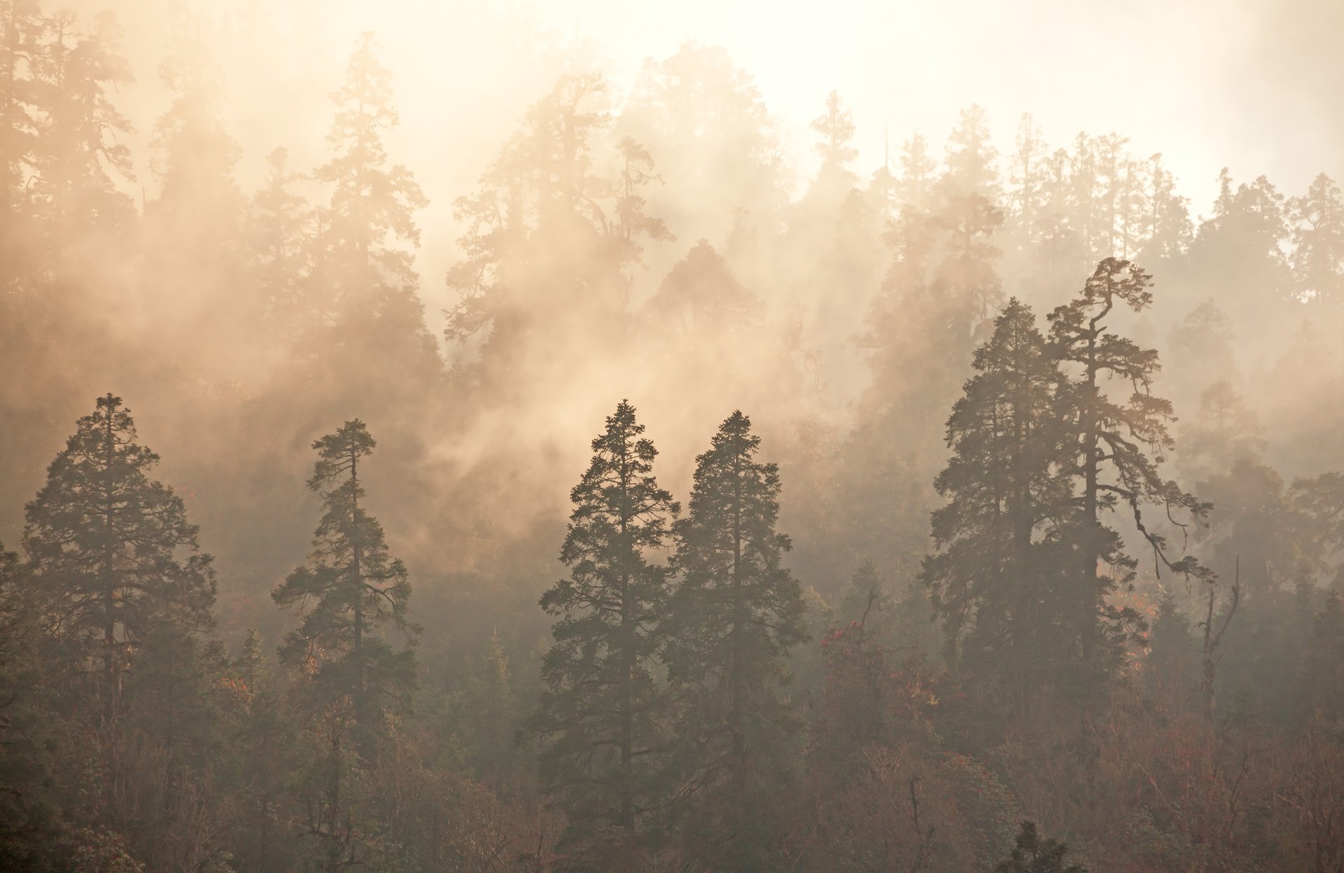 foresta nebbia alberi