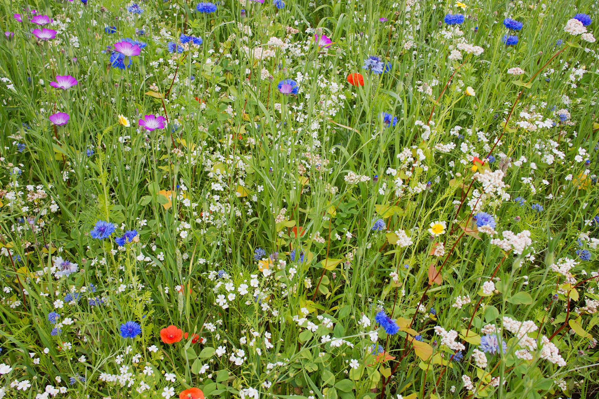 pré champ jardin herbe tapis fleurs pétales été