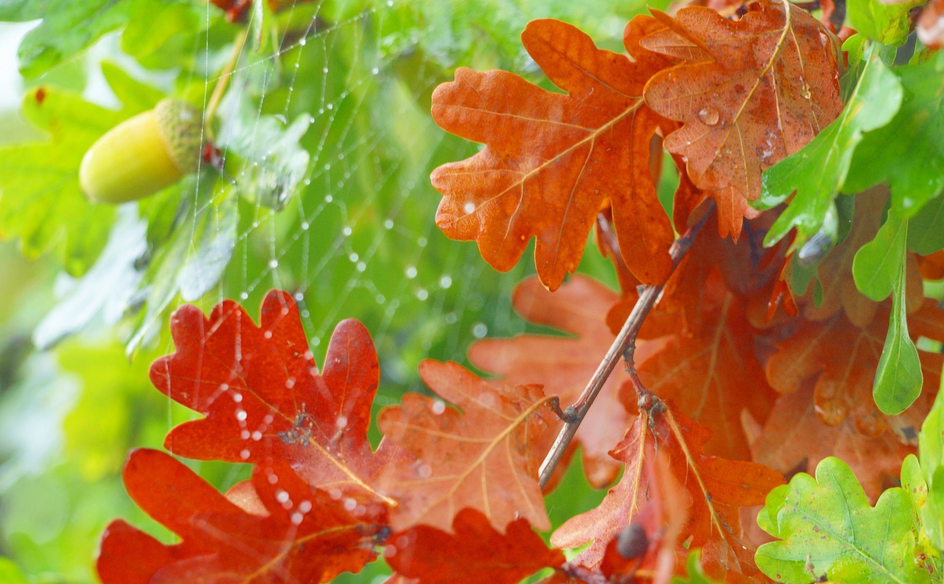 eiche blätter eichel spinnennetz herbst