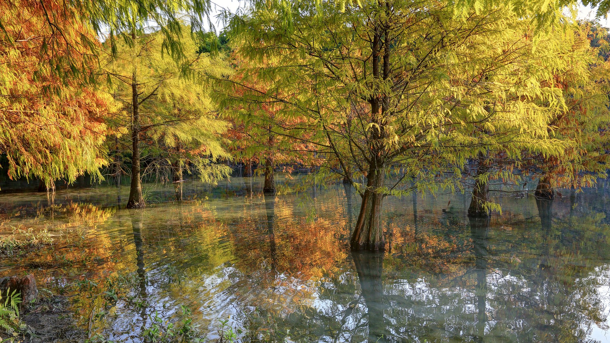 drzewa jesień natura