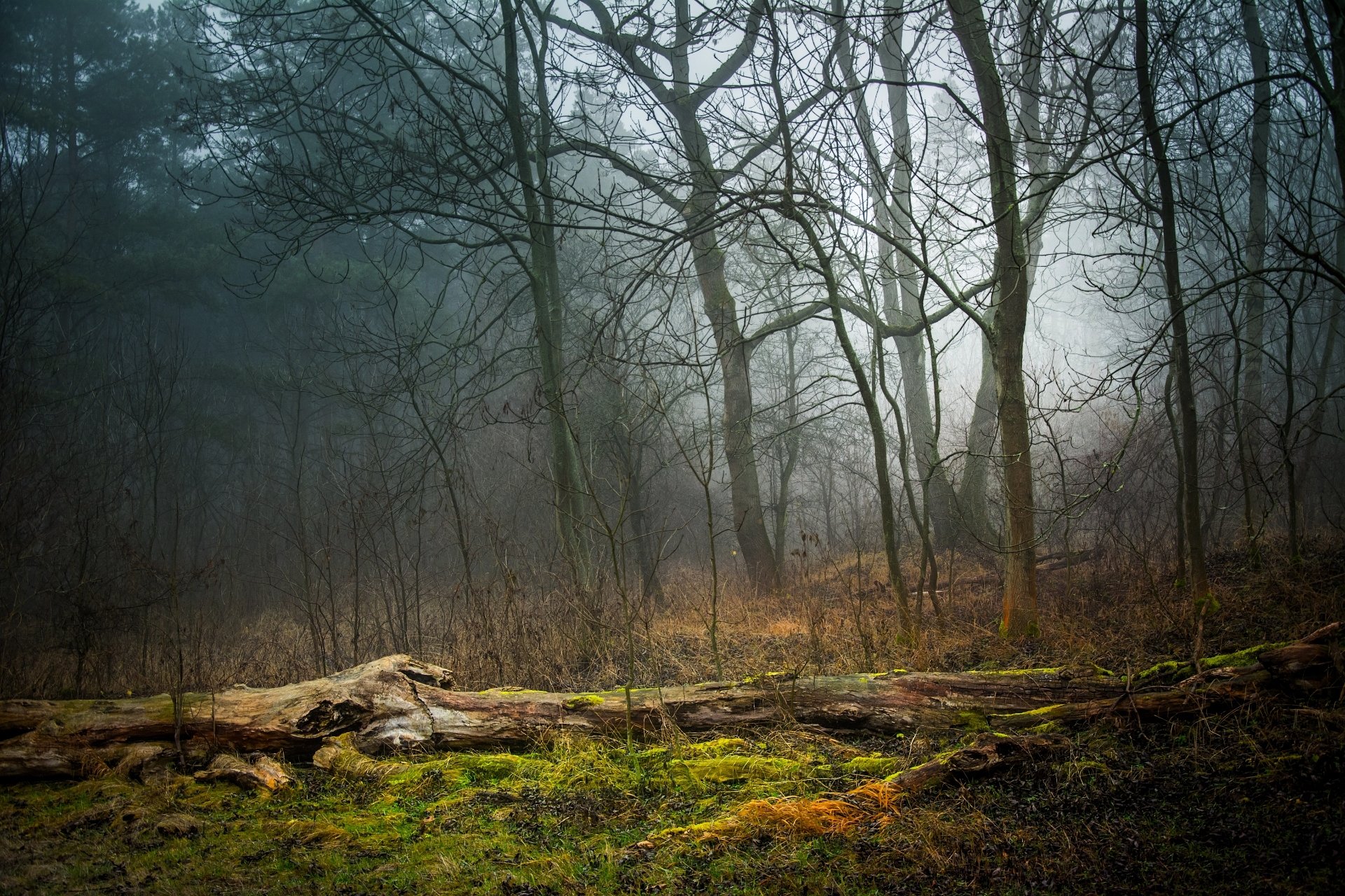 foresta nebbia erba muschio