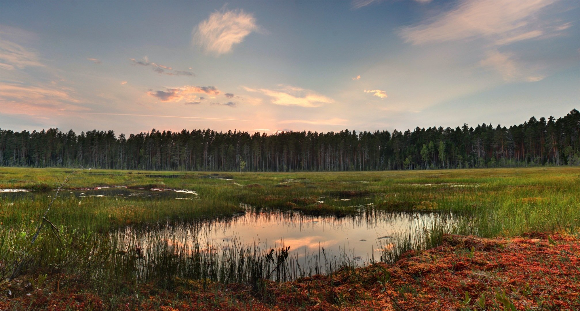 forest grass clouds lake reflection