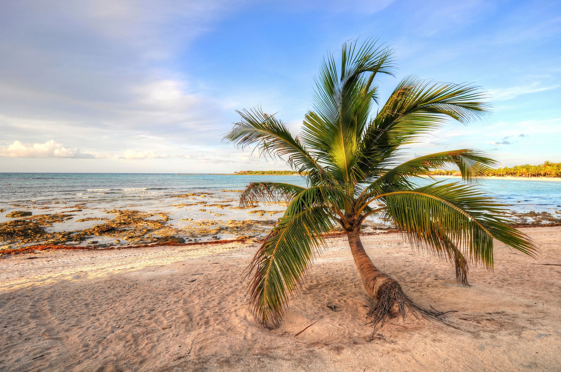 himmel meer ufer sand palme