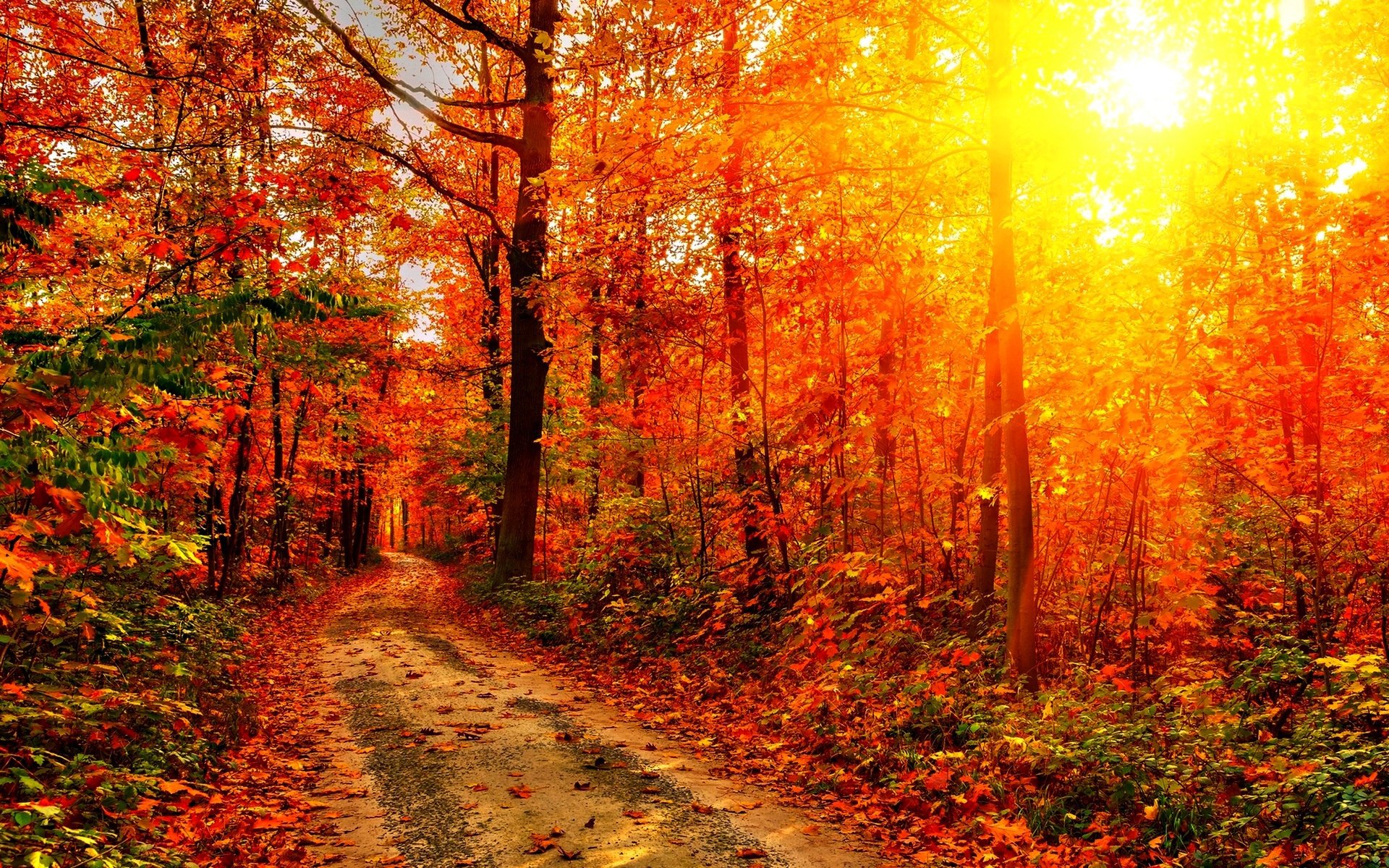 forest tree autumn road sunset sun rays leave