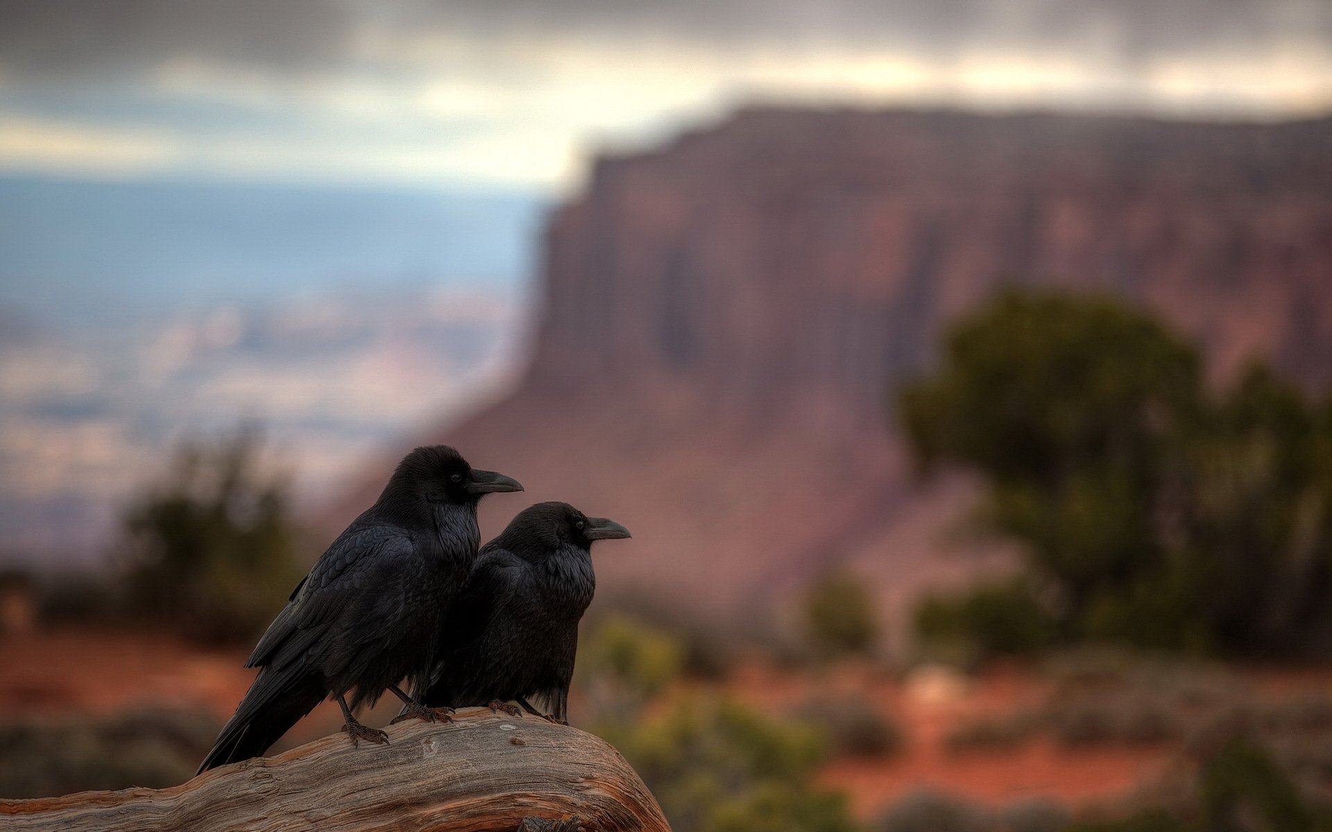 raven presentation parc national de canyonlands utah