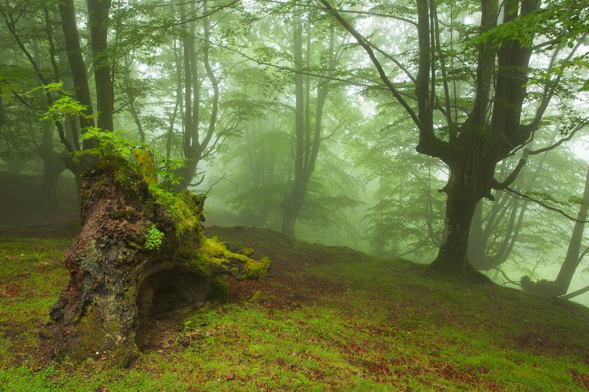 foresta alberi autunno nebbia legni