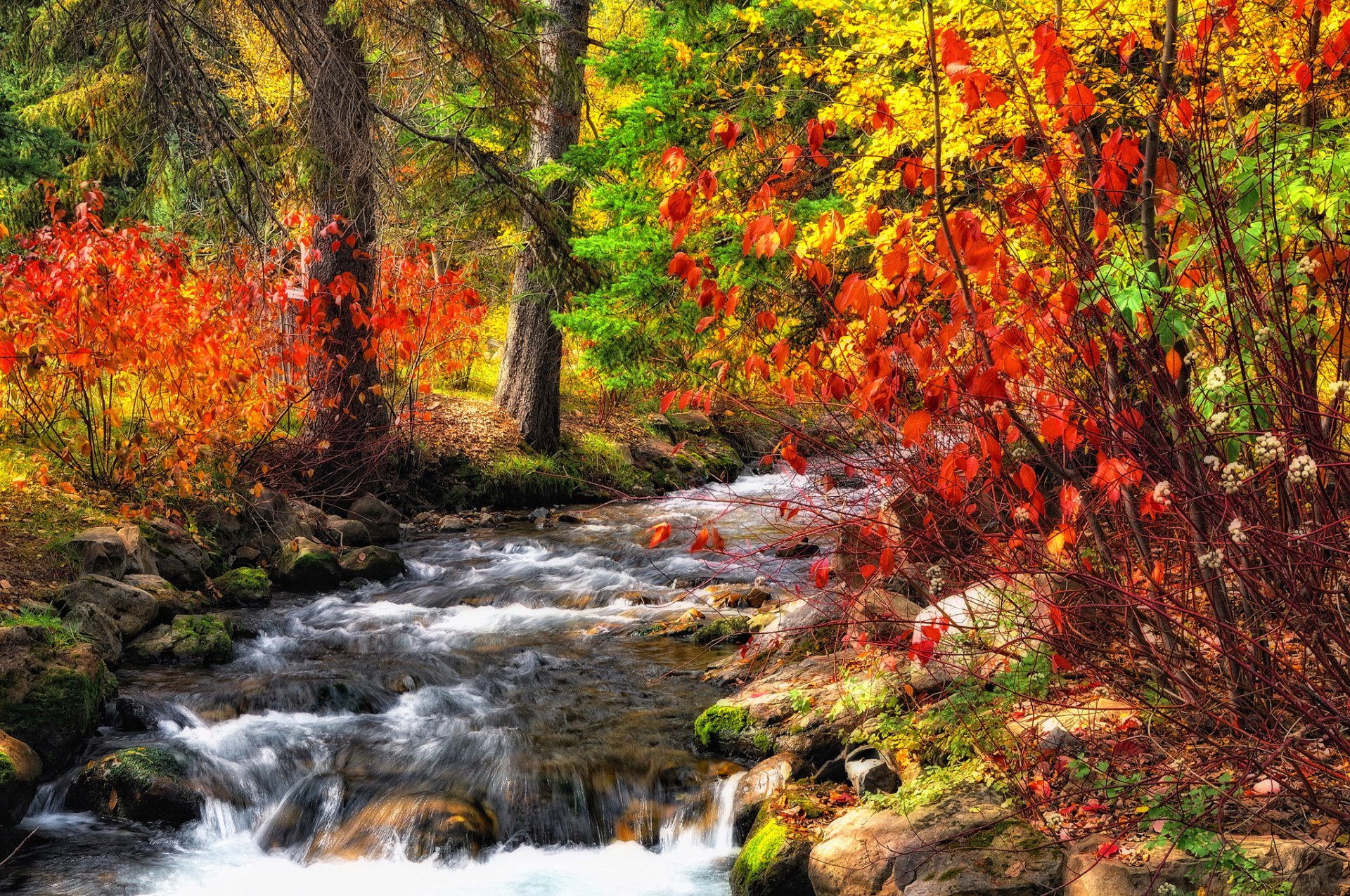 forest creek river autumn