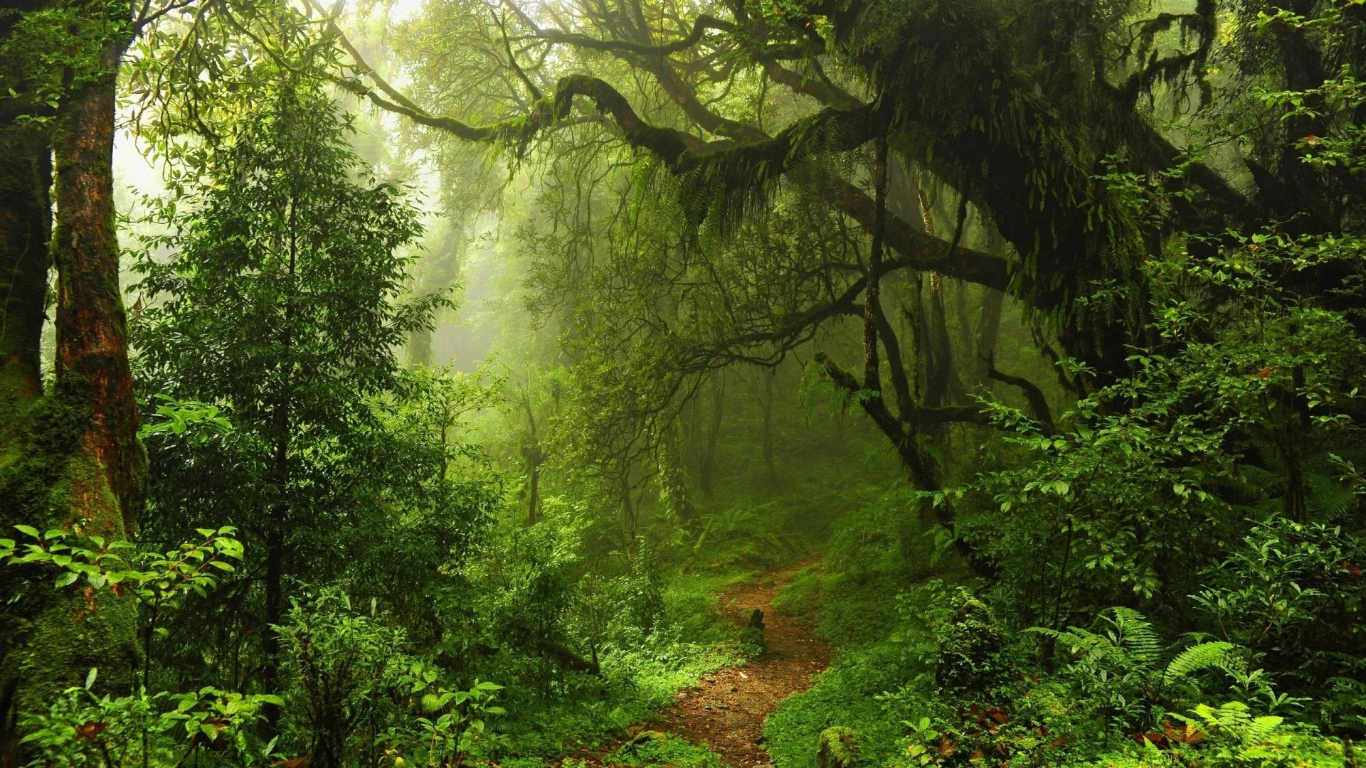 selva árboles arbustos hierba sendero