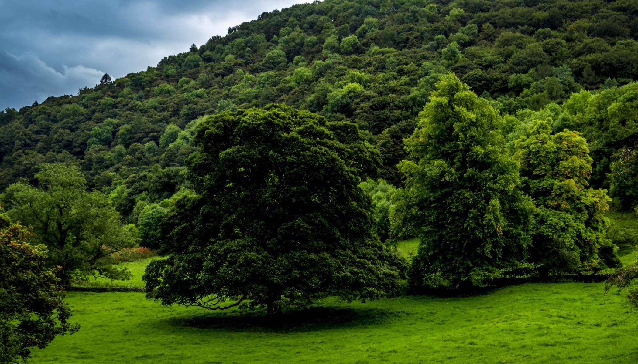 forest tree grass green united kingdom derbyshire