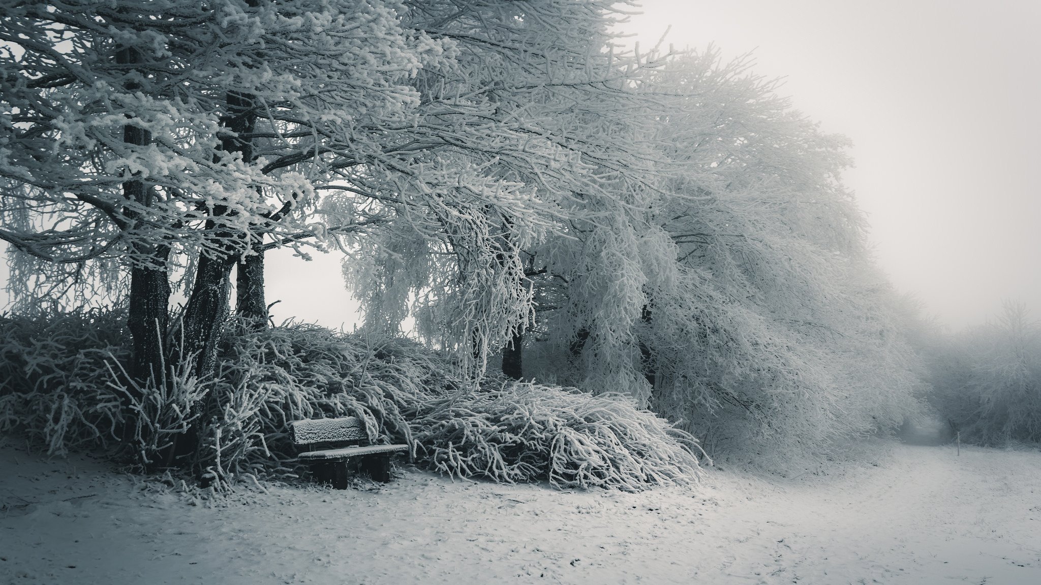 inverno neve natura panchina