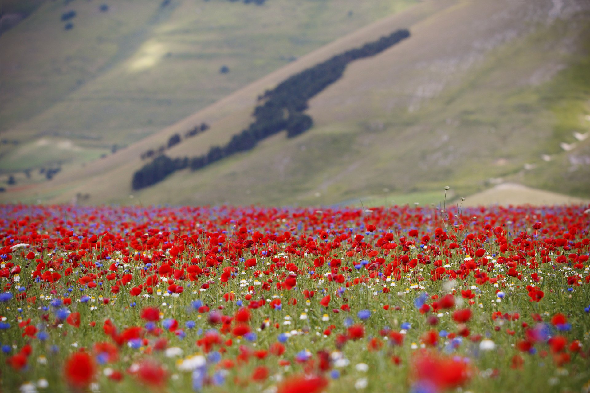 italia pendiente prado campo flores amapola