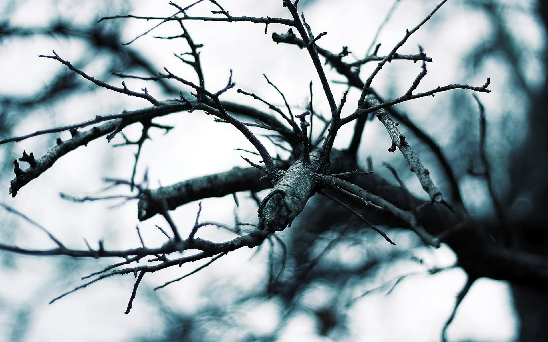 tree branches close up