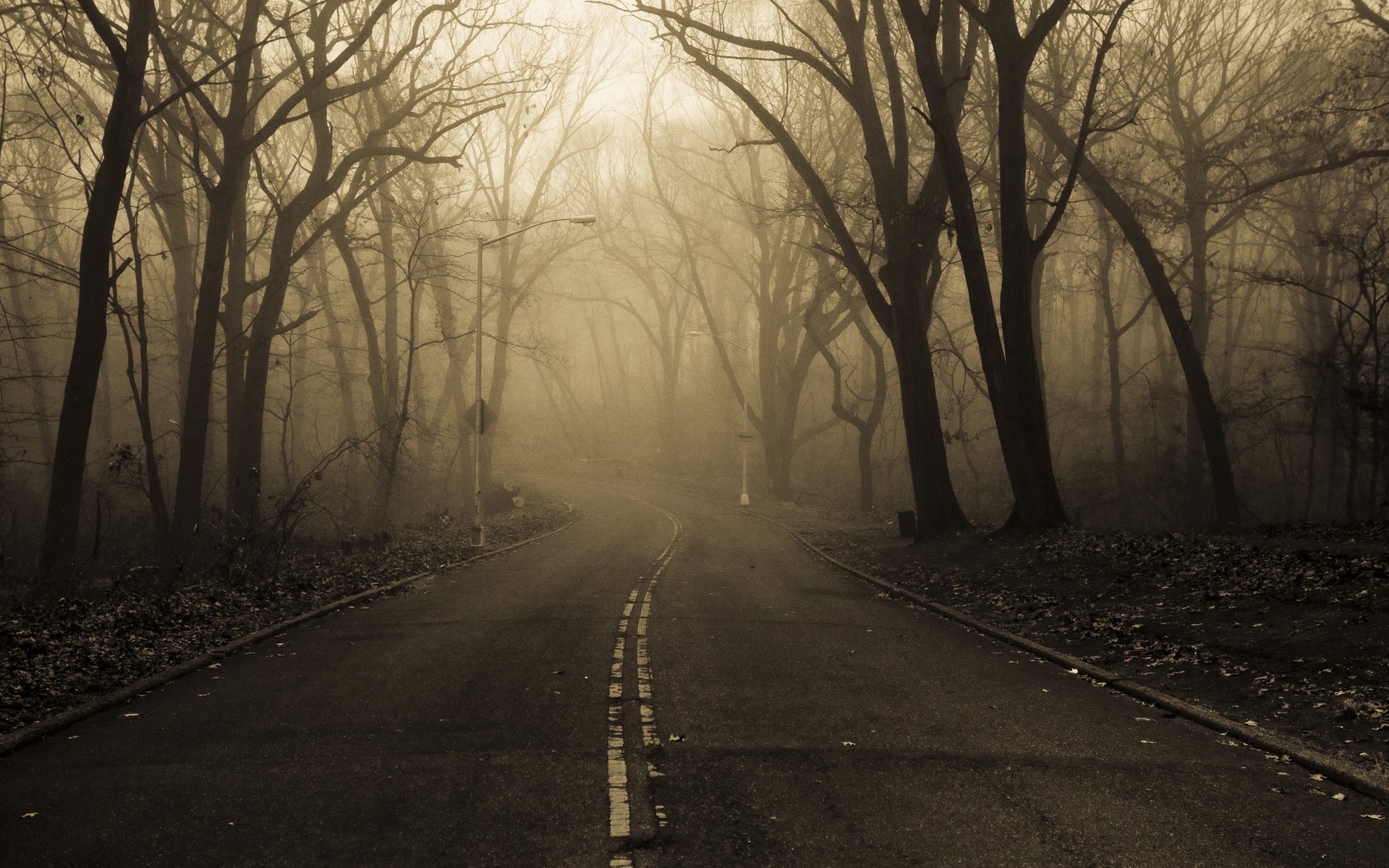 autunno strada alberi fogliame nebbia