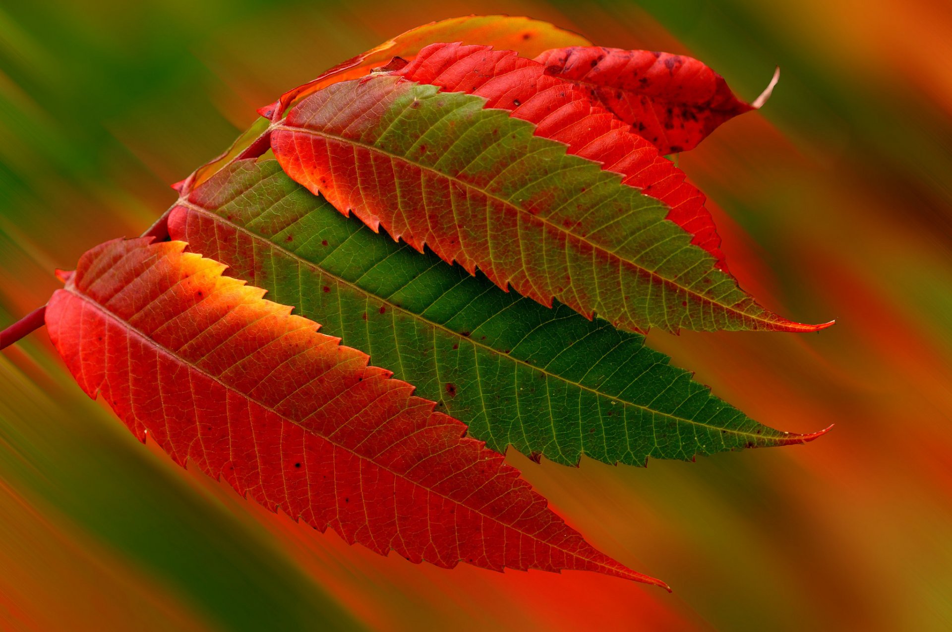 natura foglie autunno stagione