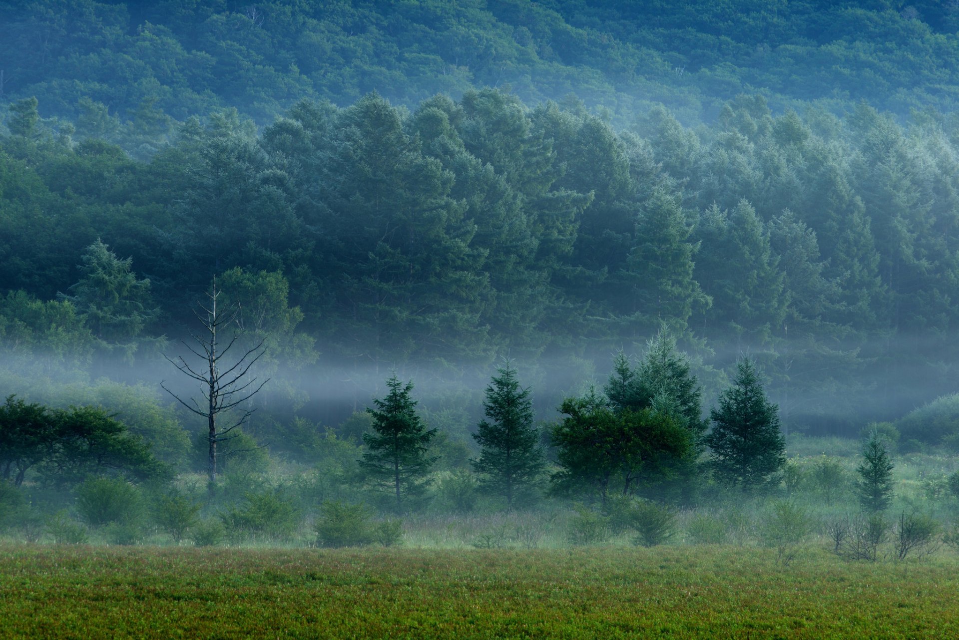 foresta alberi campo erba nebbia