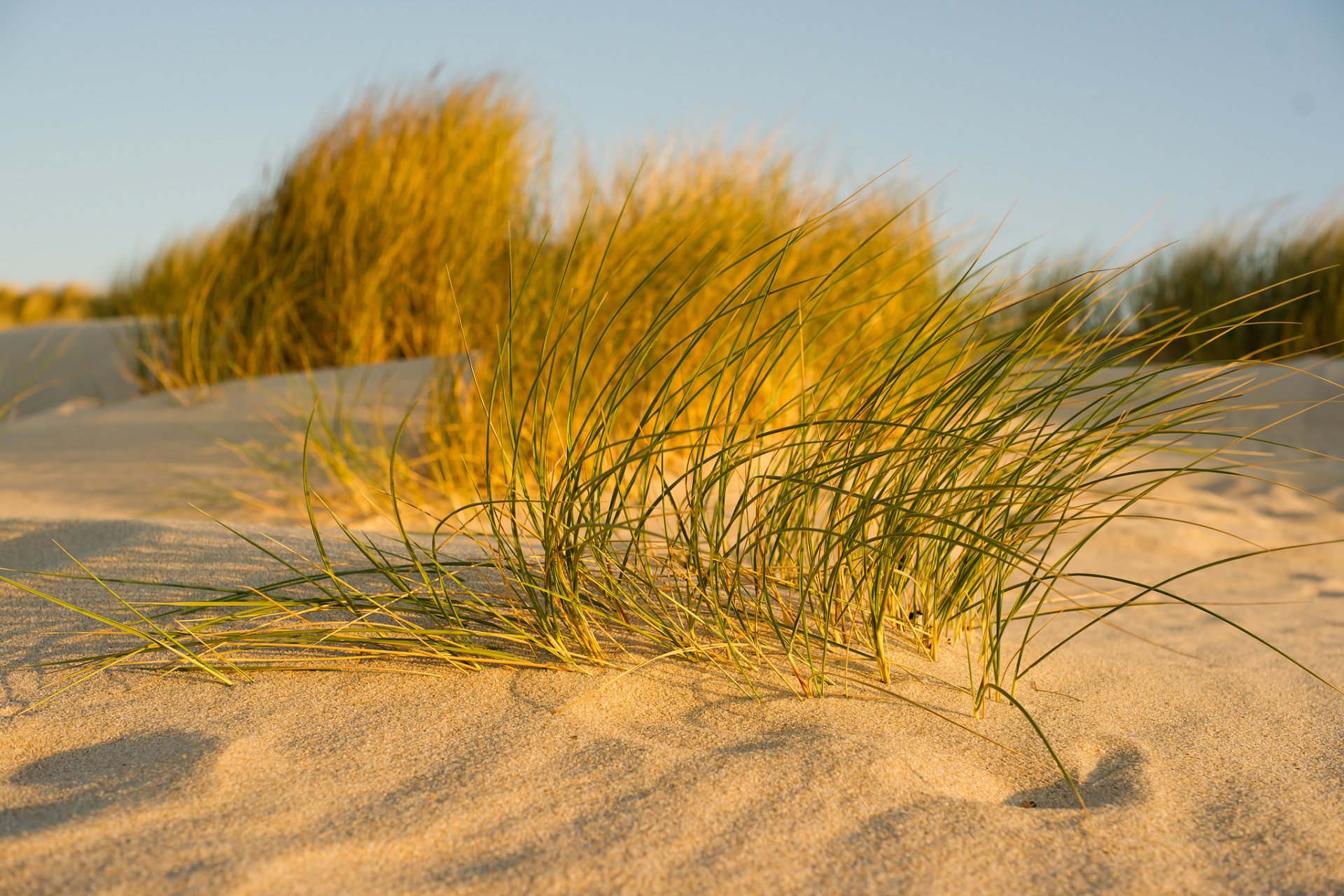 ky sand grass close up