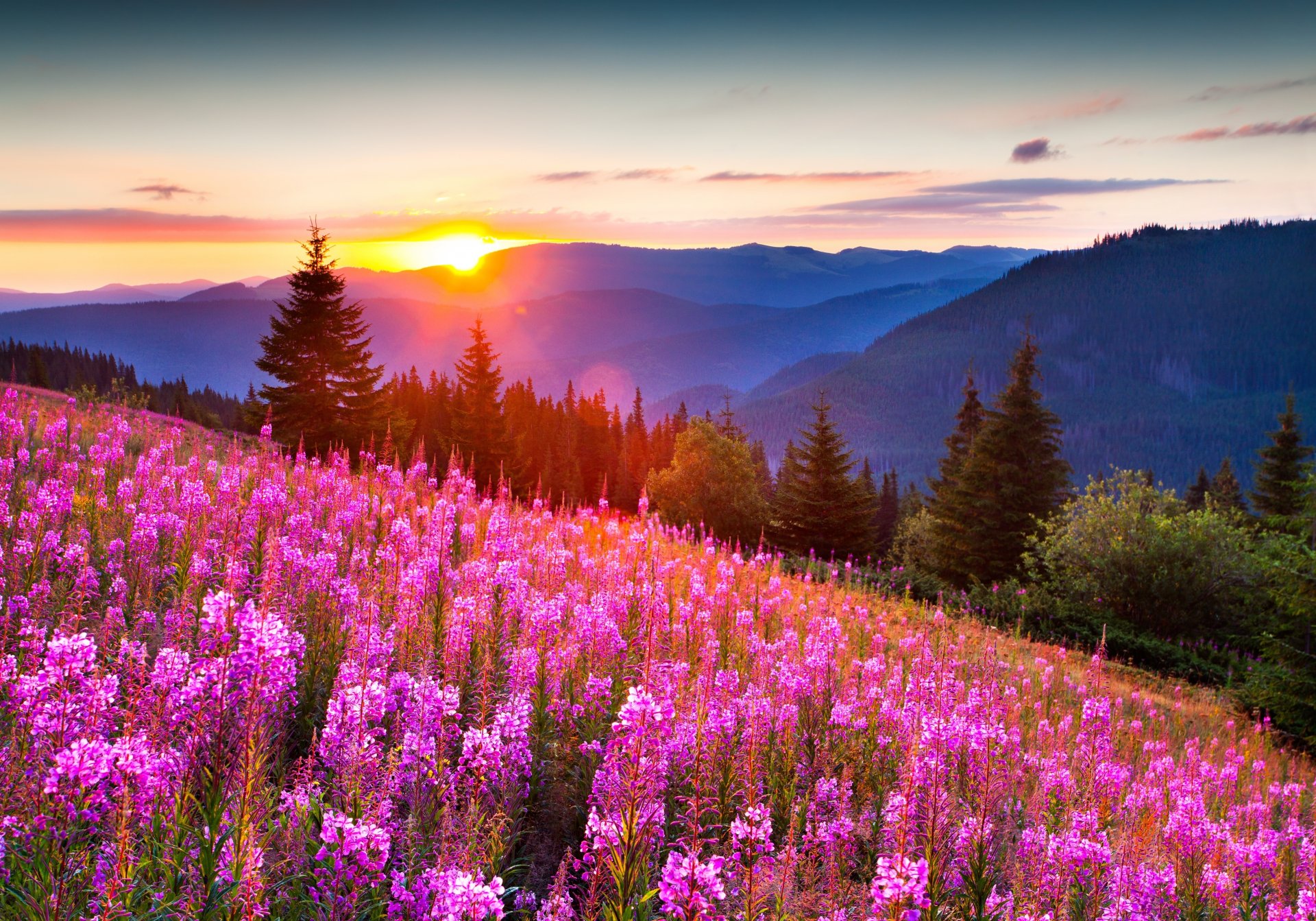 nature mountain summer light sun forest flower photo positive beautiful