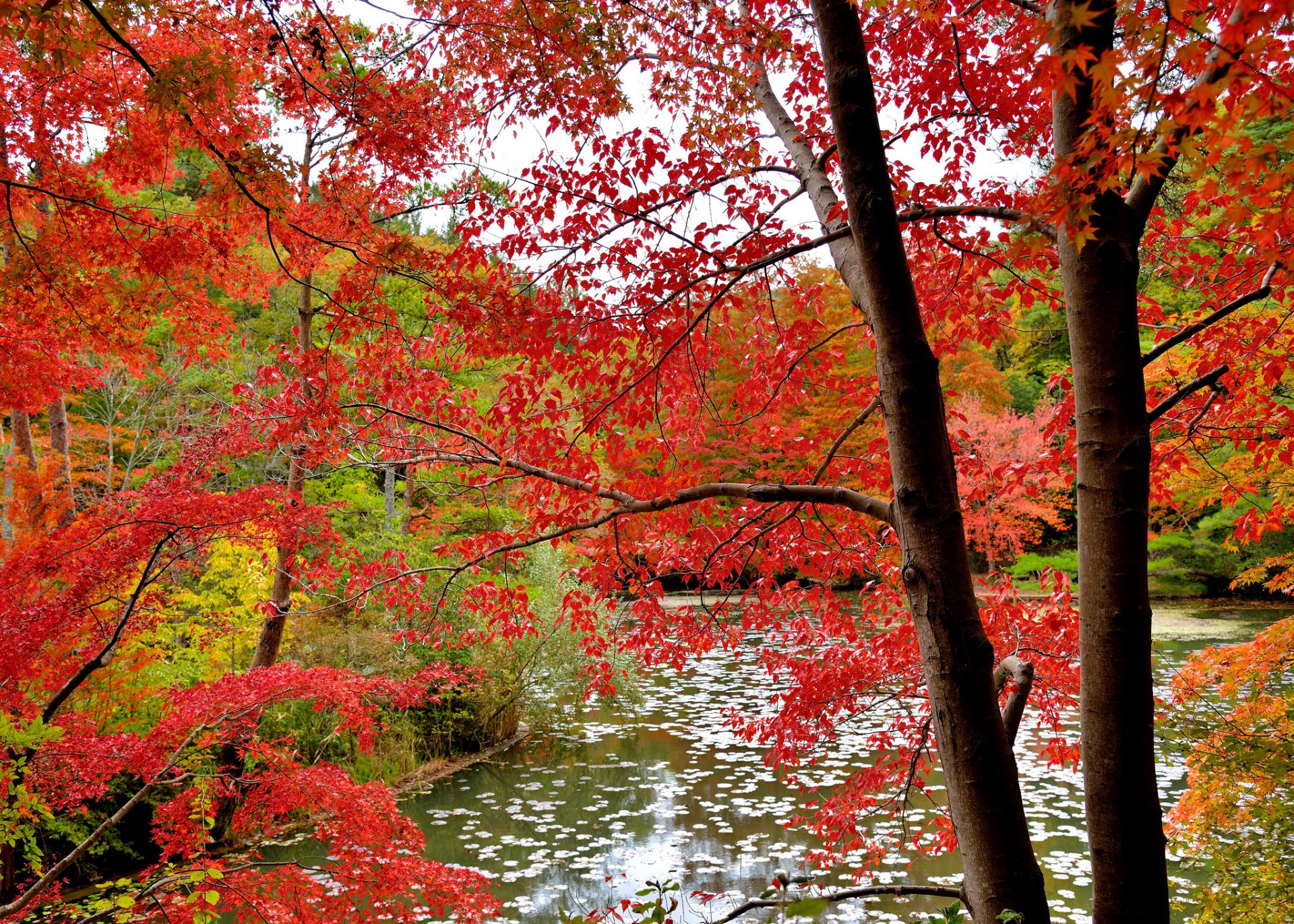 forest tree leaves autumn purple water