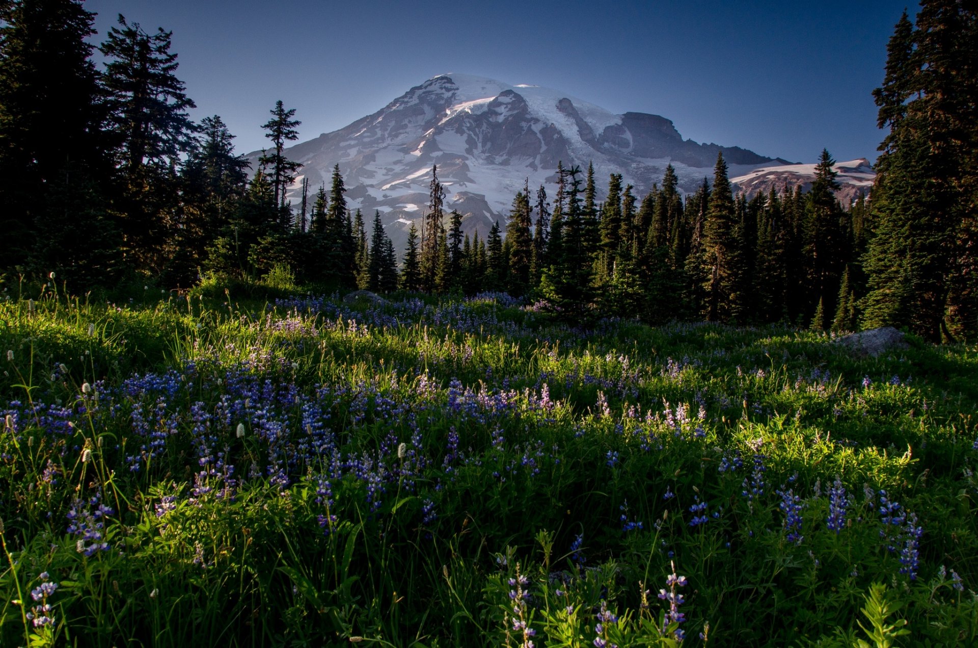 montagne vallée fleurs plantes neige