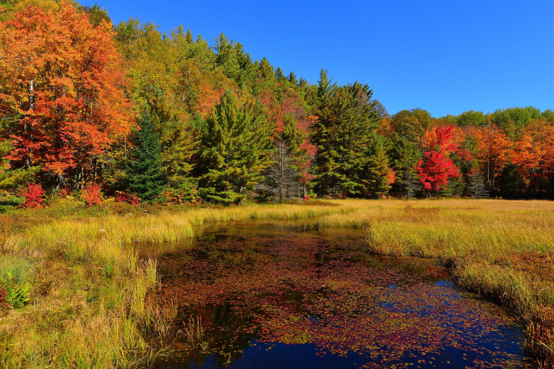 cielo bosque estanque hierba árboles otoño