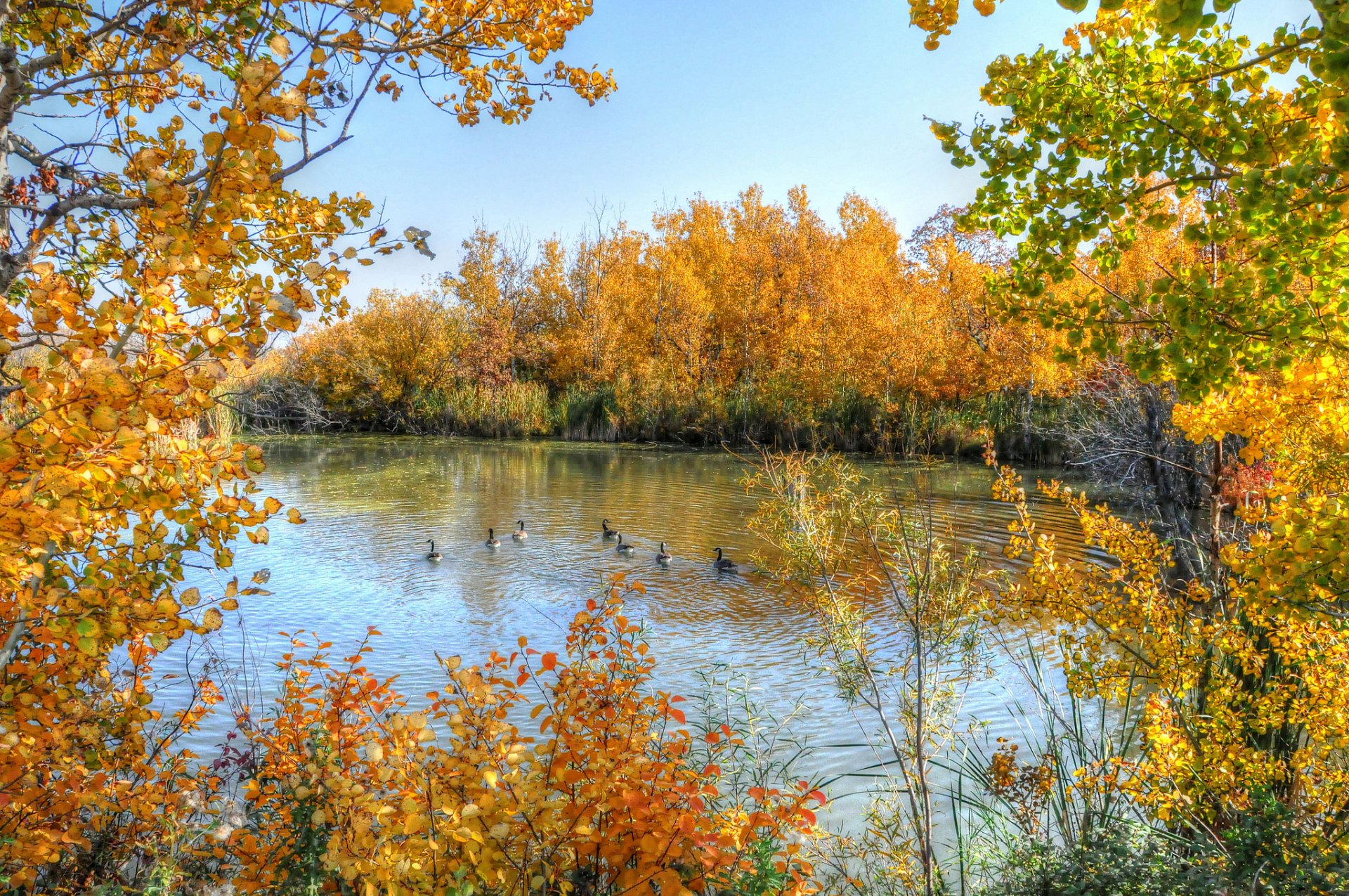 ky lake duck tree autumn