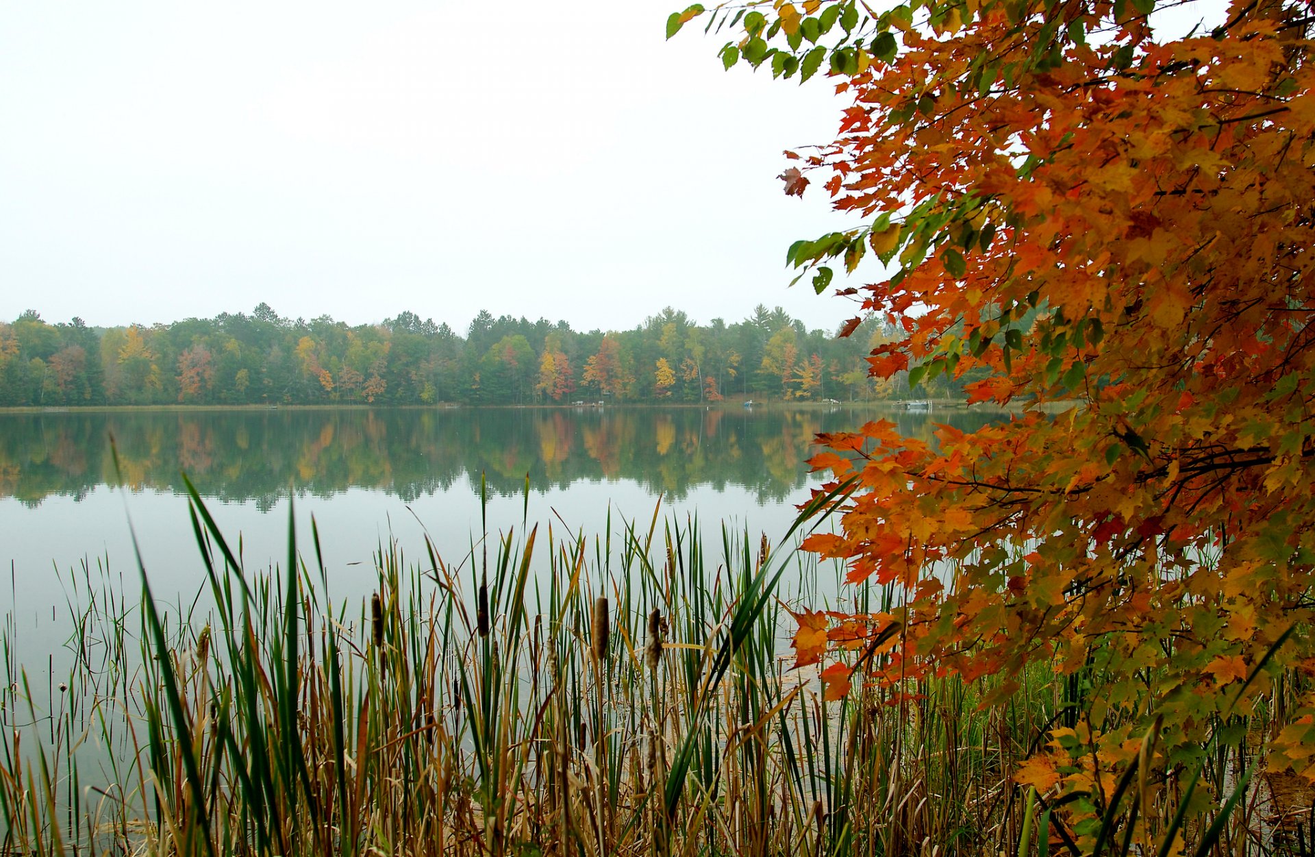 cielo bosque lago árboles hojas otoño juncos