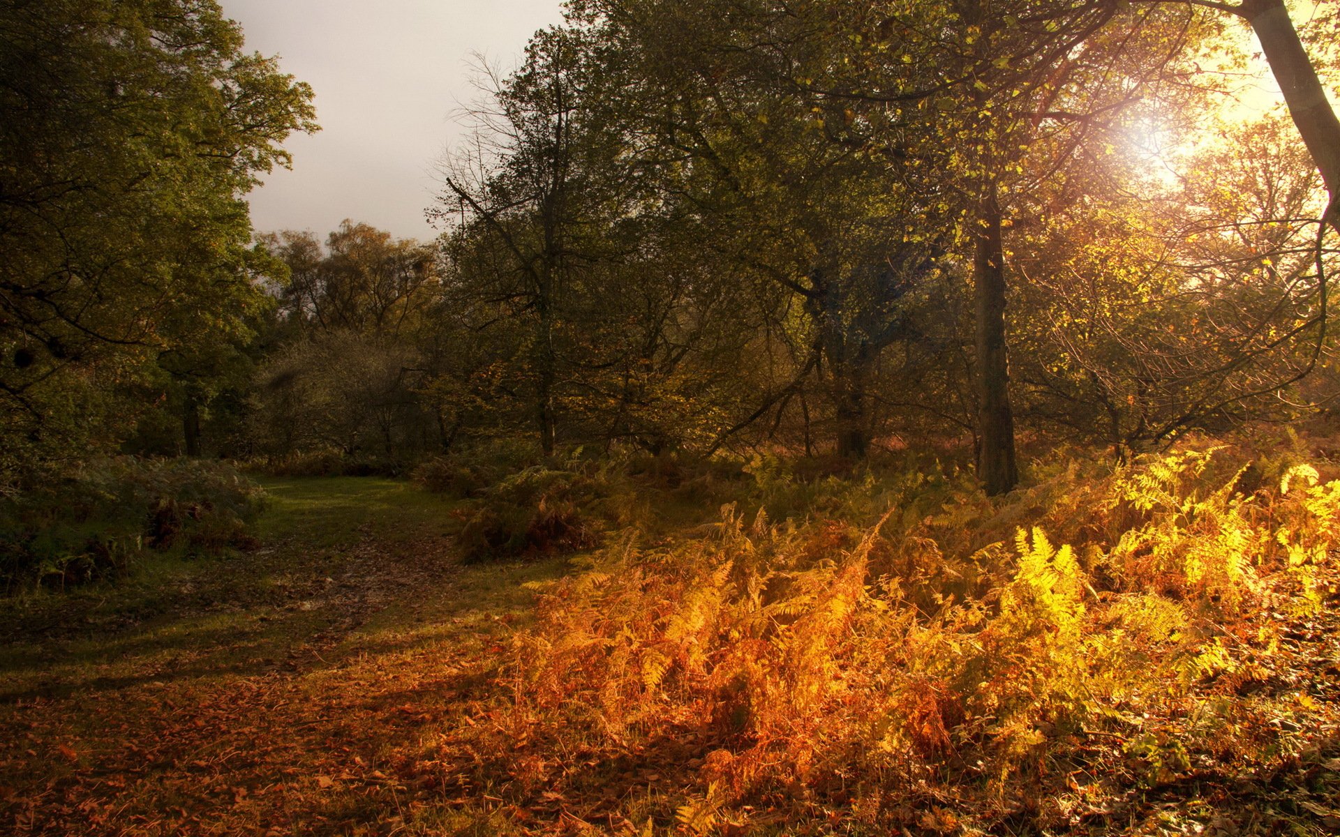 otoño paisaje naturaleza