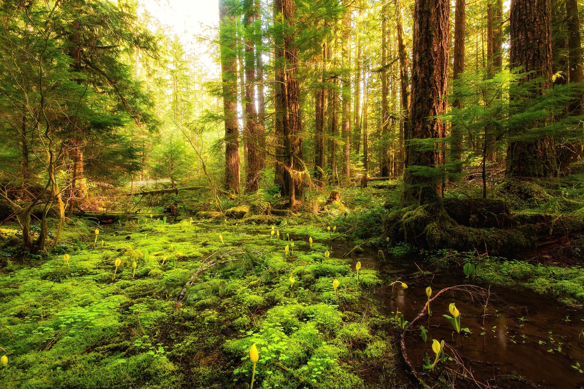 cielo foresta ruscello erba alberi fiori