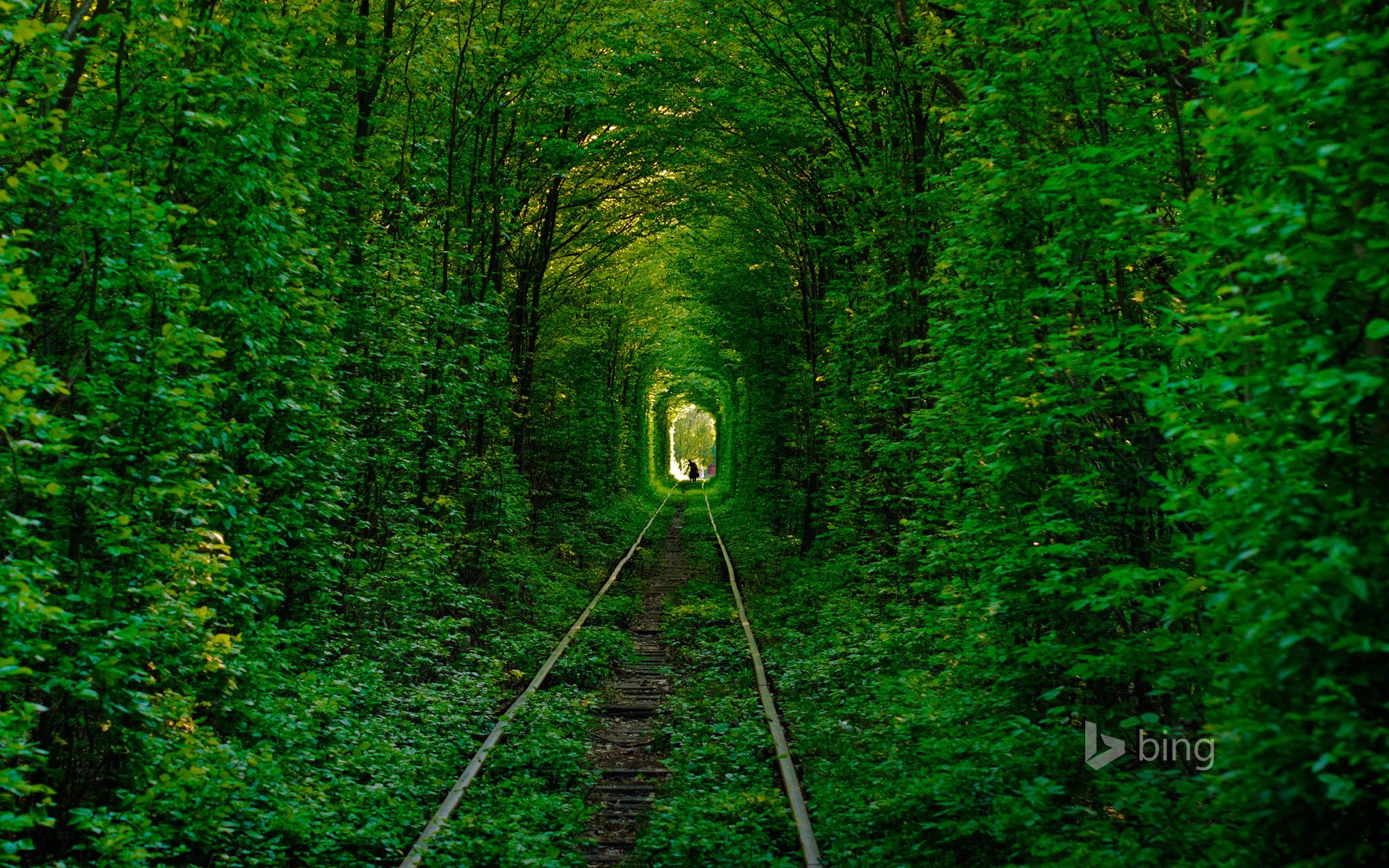 klevan ucraina tunnel dell amore foresta alberi strada rotaie silhouette