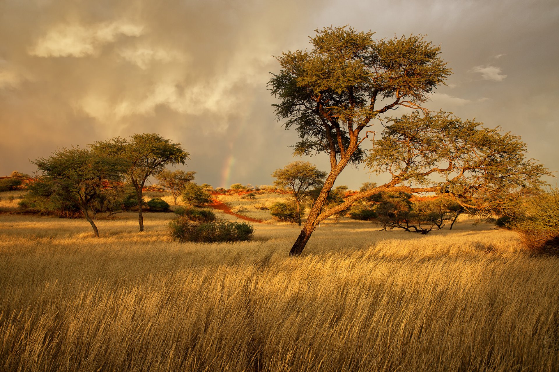 namibia africa savana erba alberi