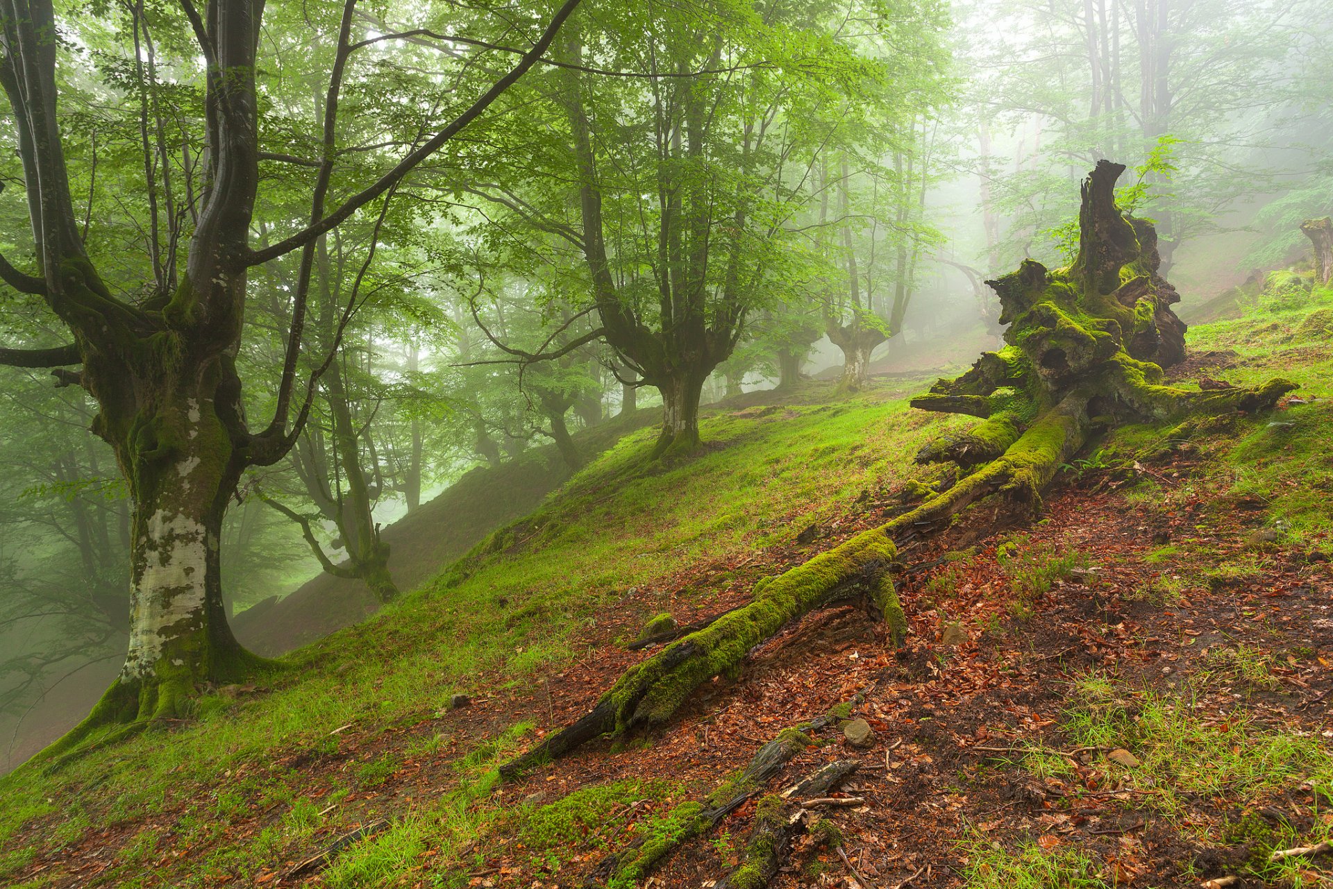 forest tree slope fog moss autumn