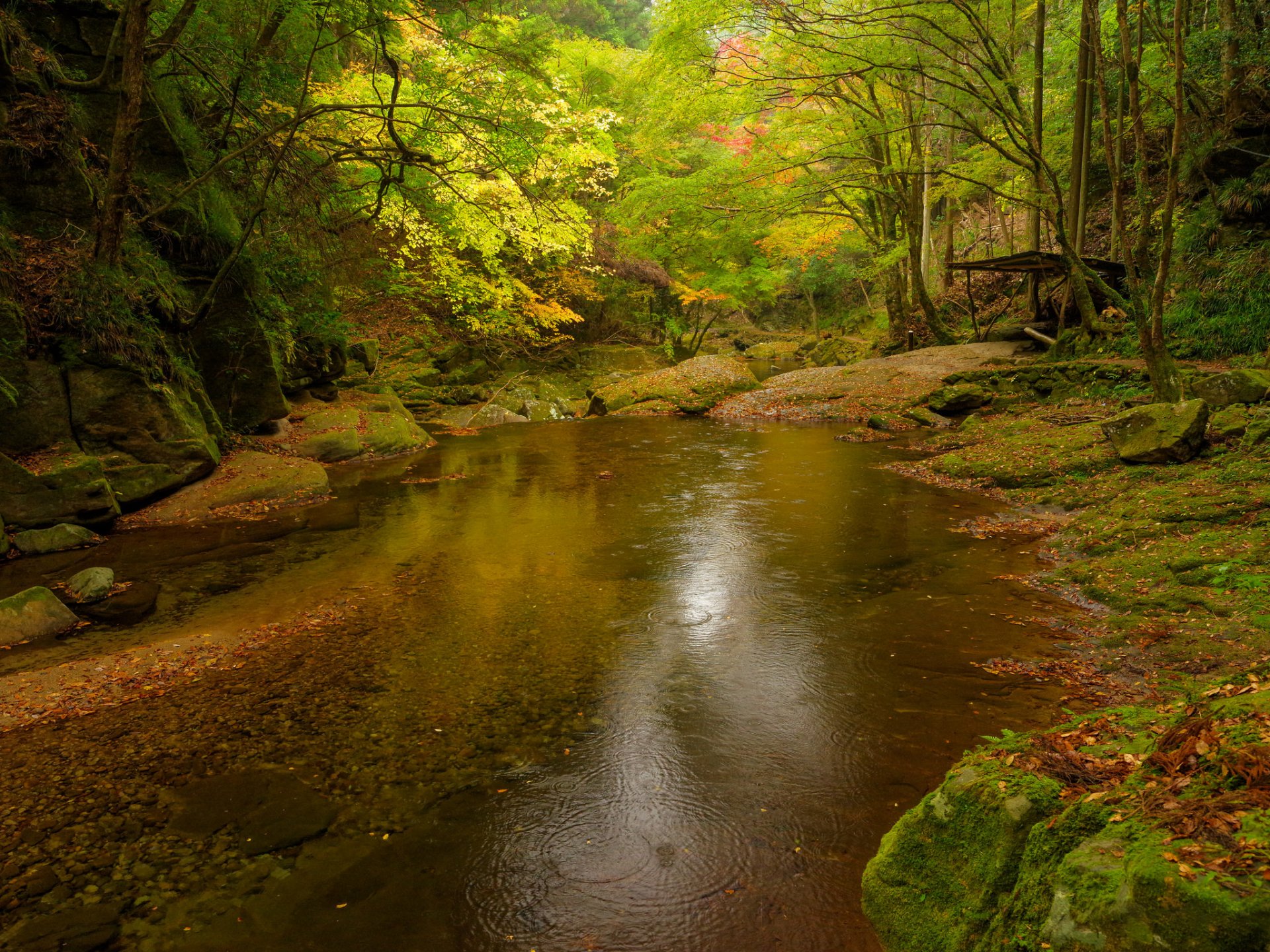 forêt rivière pierres arbres fourrés automne