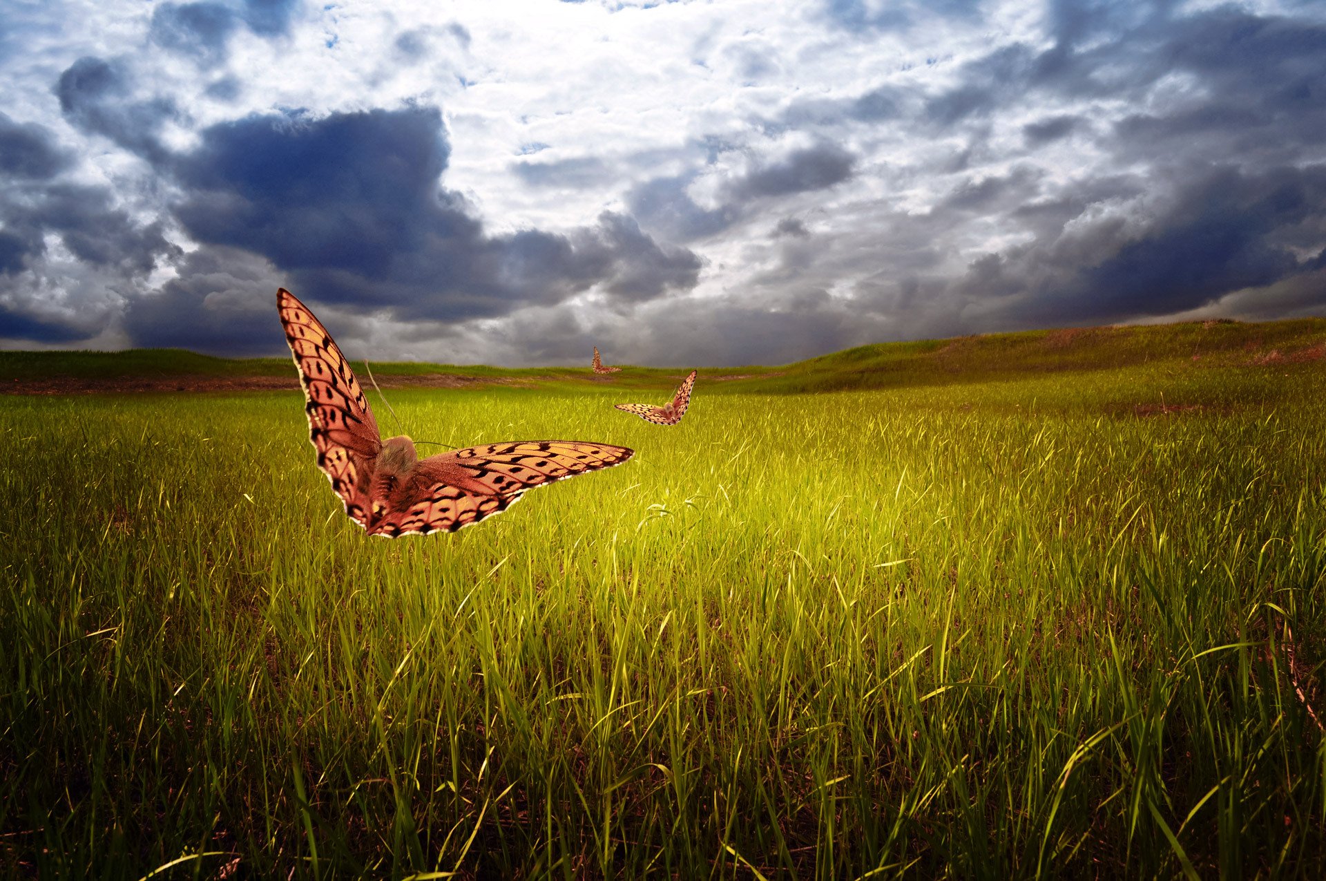 larisa koshkina nature the field grass butterfly sky clouds art