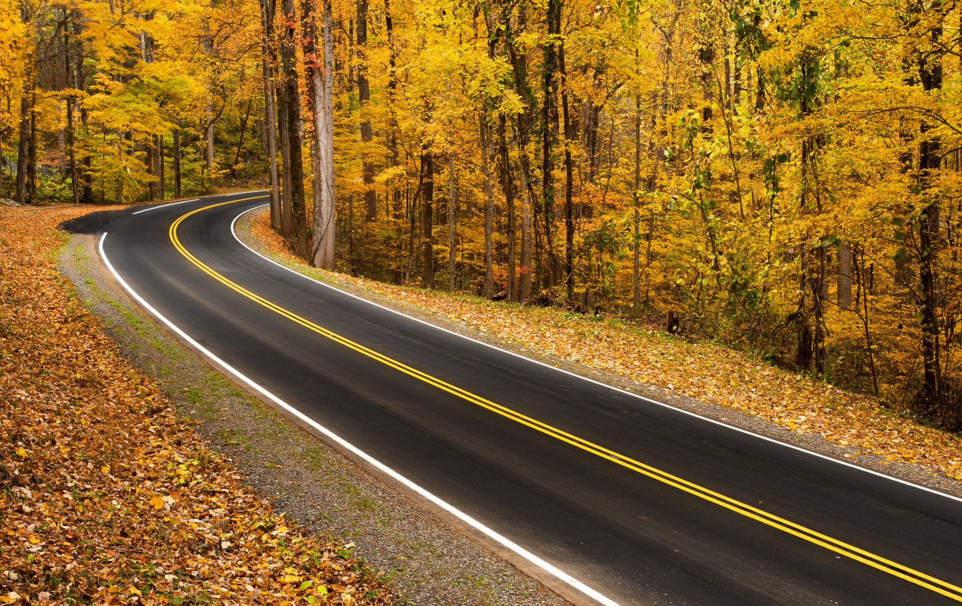 straße wald herbst natur landschaft