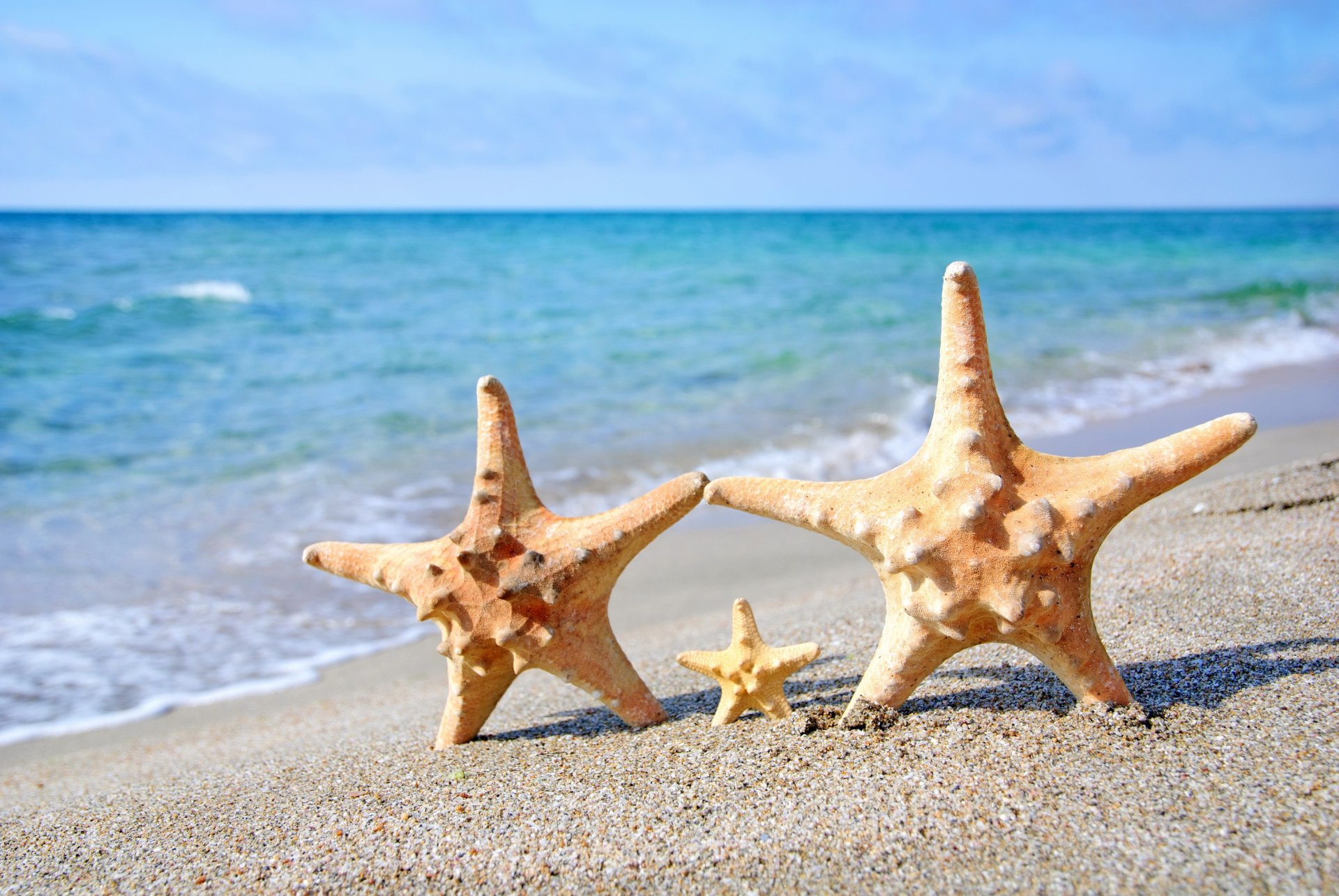 sterne strand meer im sommer sand seestern