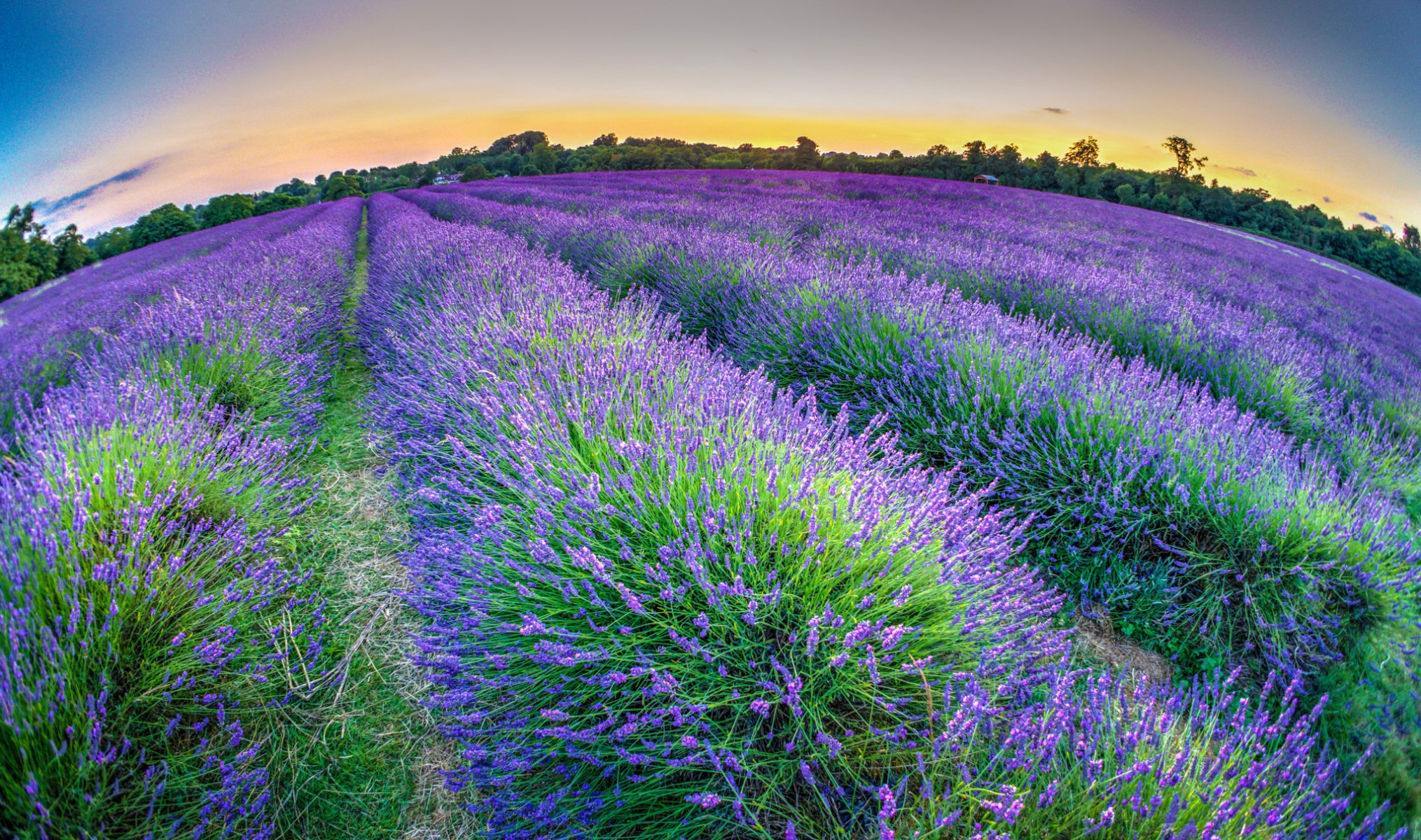 cielo sera piantagione fiori lavanda alberi