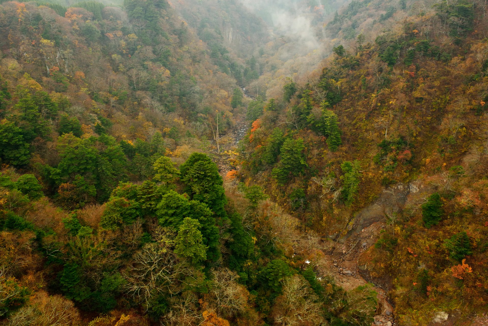 wald bäume herbst hang berge