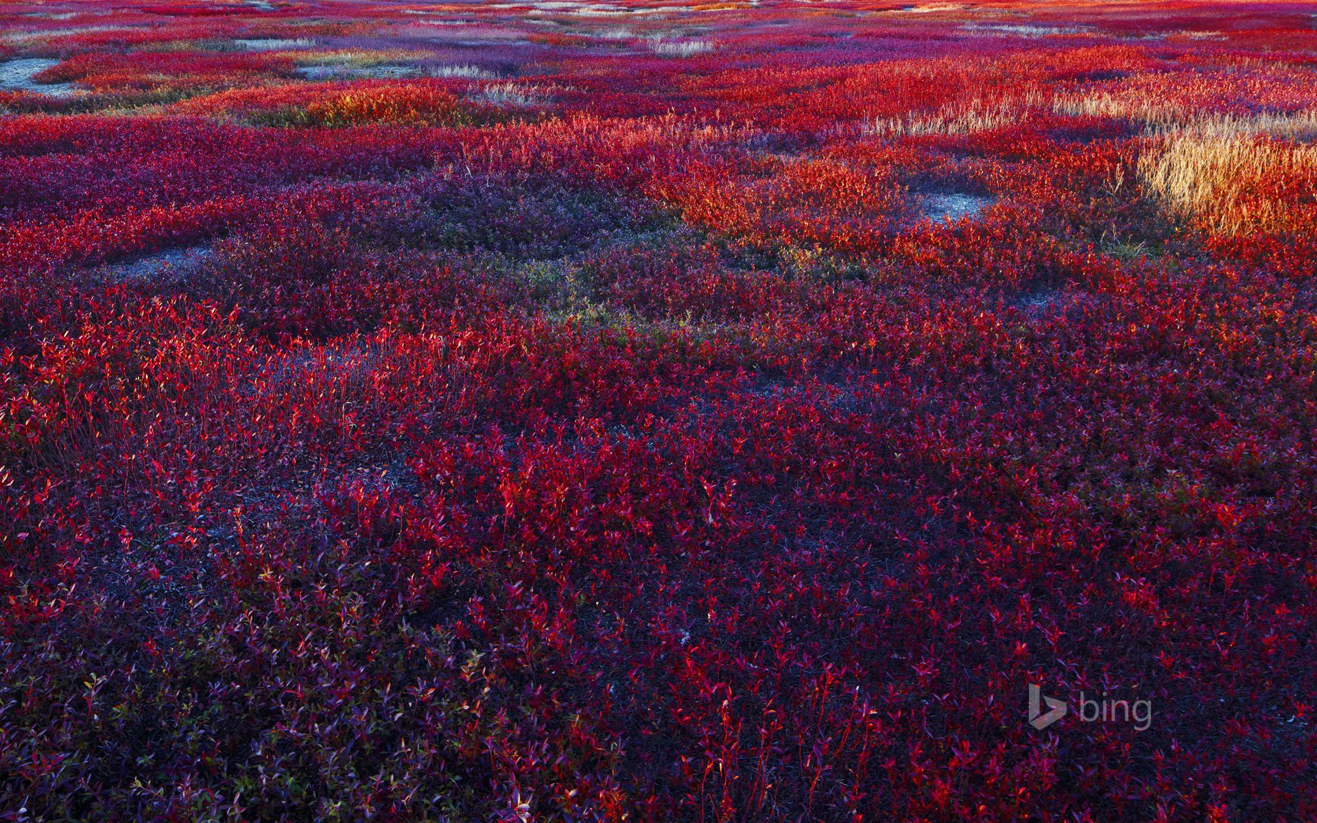 campo pianta mirtillo mirtillo maine usa