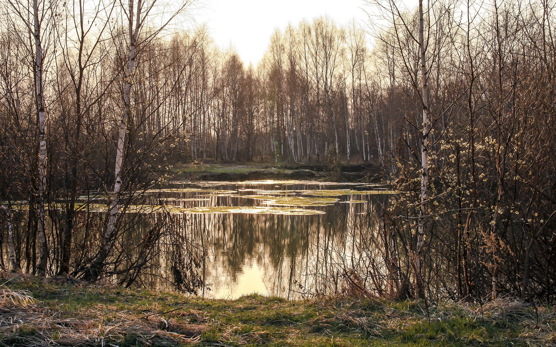 wiosna jezioro przyroda