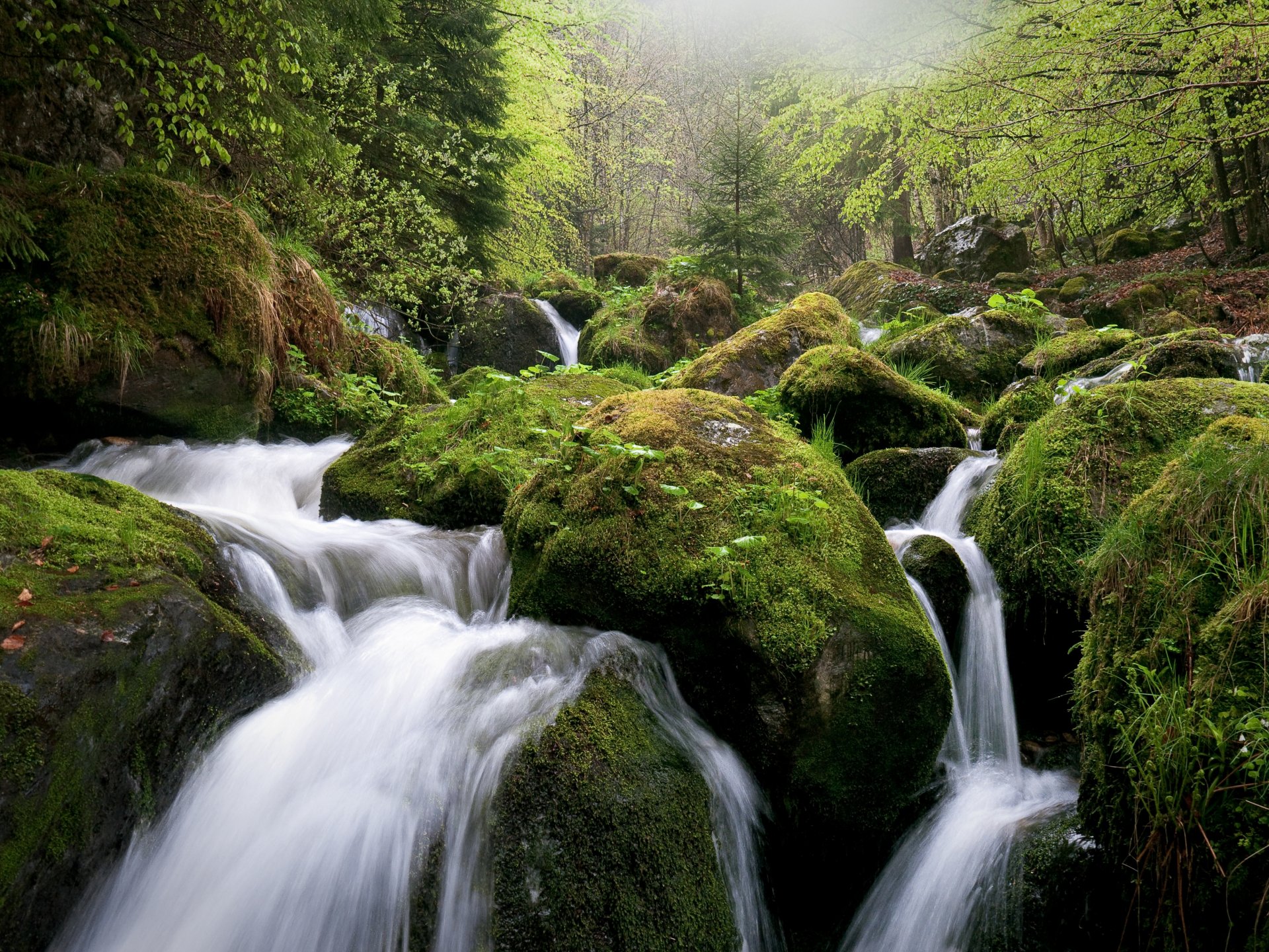 foresta rocce muschio fiume paesaggio flusso pendenza rapide