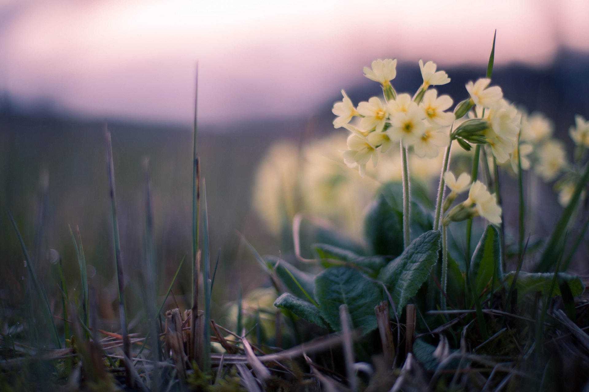 erba fiori tramonto