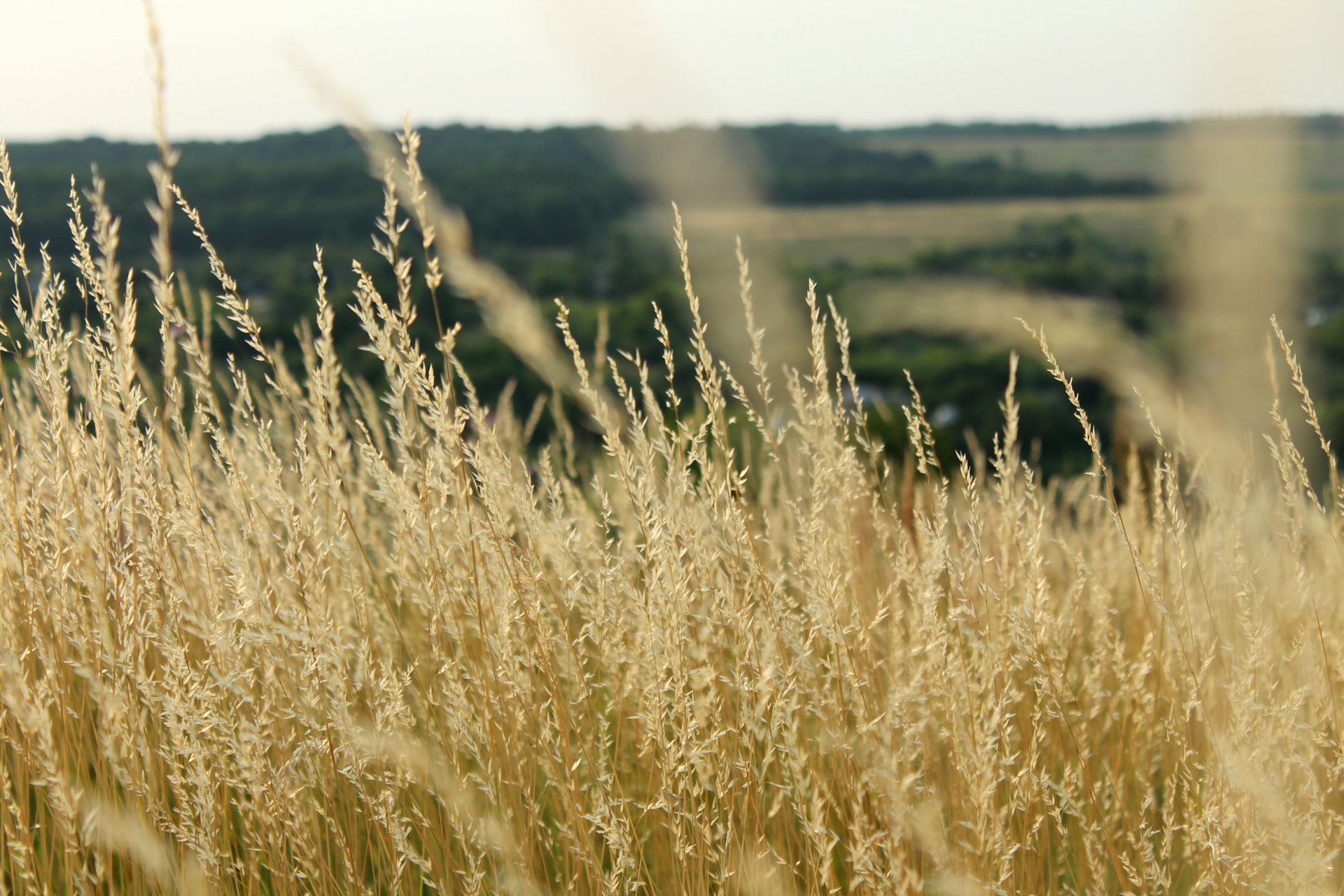 champ plantes prairie épis nature