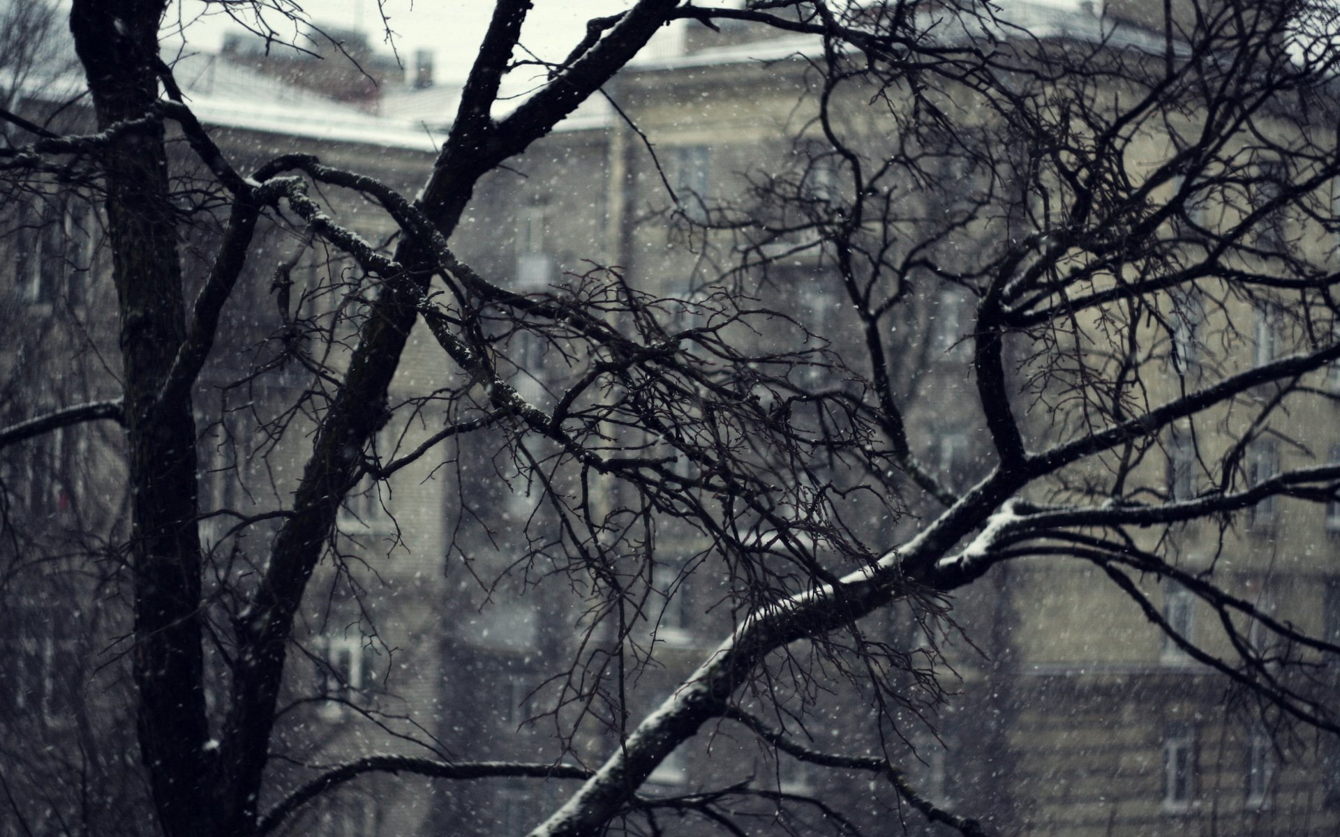 tree branches snow house grayne