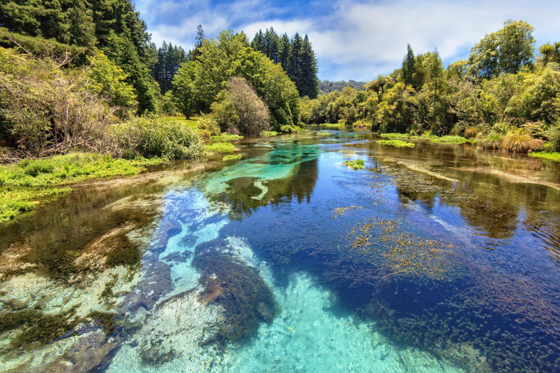 nature river forest tree water transparent