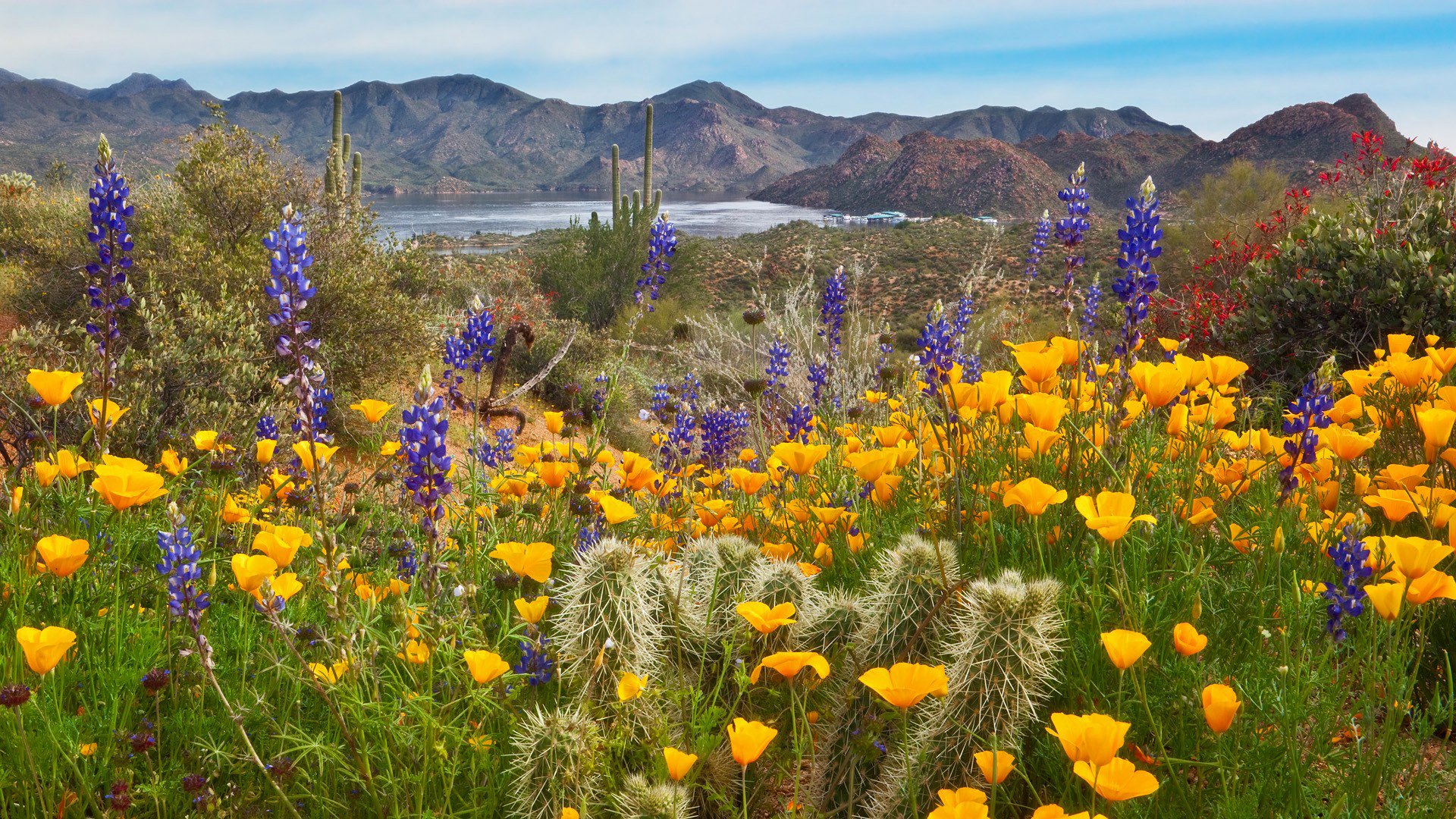 ciel montagnes lac fleurs cactus