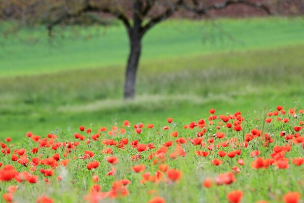 Sommer. Die Natur schmückte das Feld mit Mohnblumen