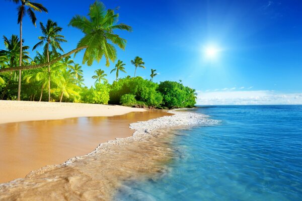 A landscape of sunny sky over a sandy beach surrounded by tropical palm trees