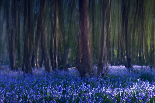 Un claro de campanas azules en el bosque