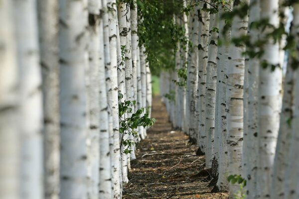 An alley of slender birch rows